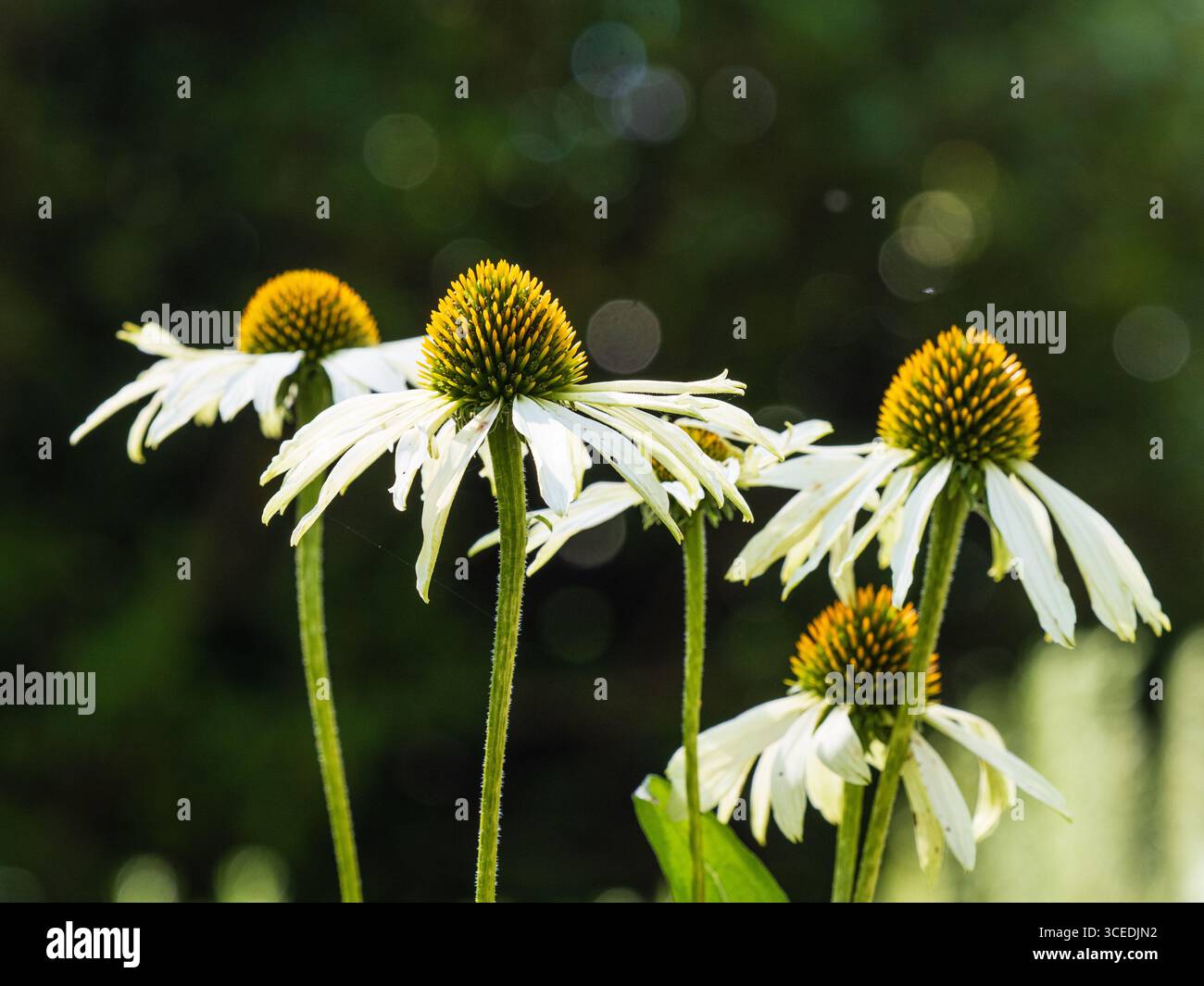 Fiori estivi bianchi del robusto fiore di cono perenne, Echinacea purpurea "White Swan" Foto Stock