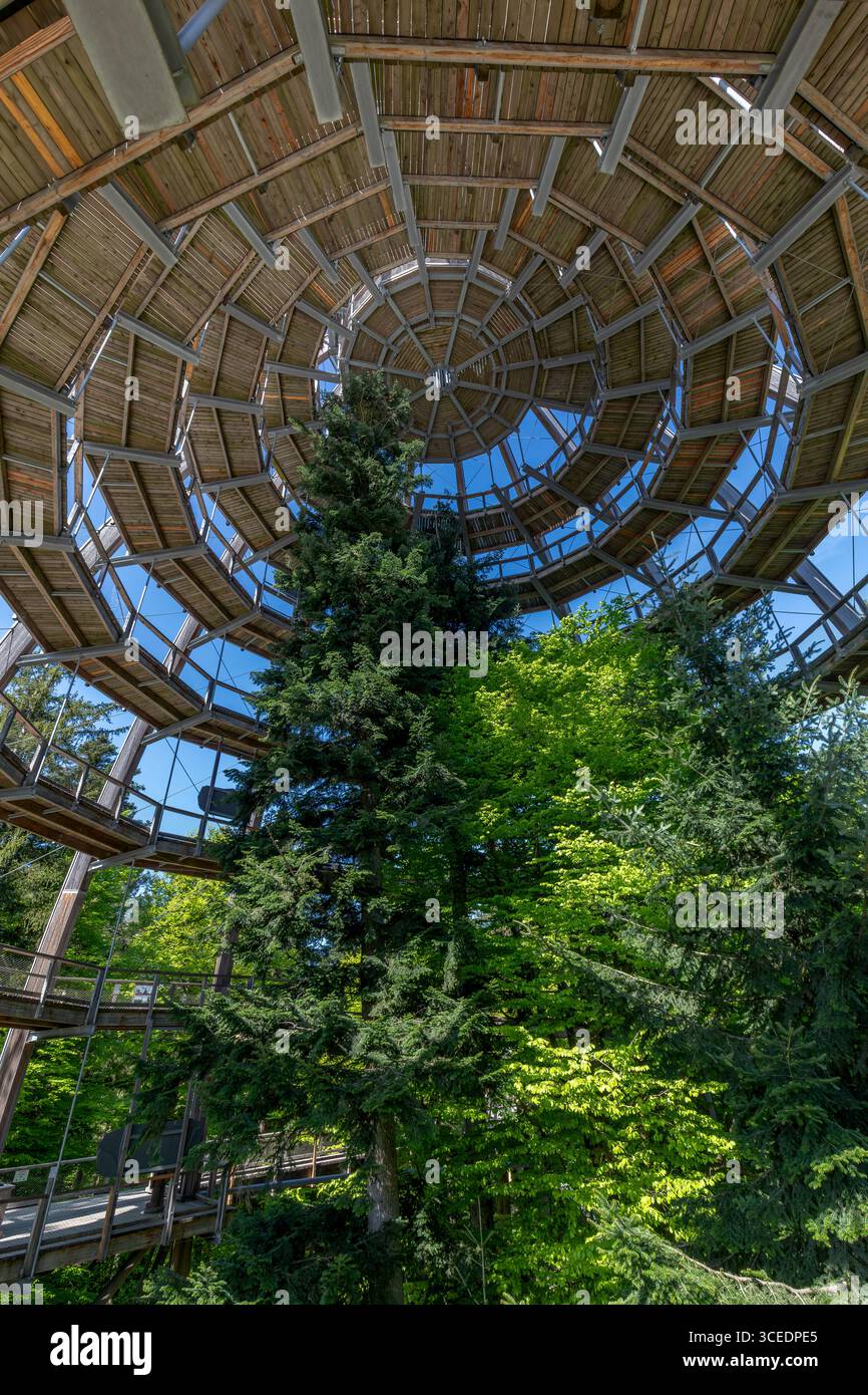 Torre di osservazione in cima agli alberi nel parco nazionale della foresta bavarese, Germania Foto Stock