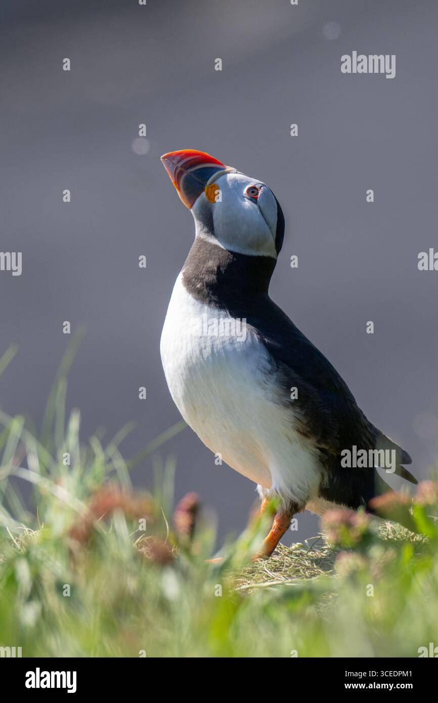 Islanda, Islanda meridionale, Vik, Penisola di Dyrholaey. Polpette atlantiche (Fratercula arctica) Foto Stock