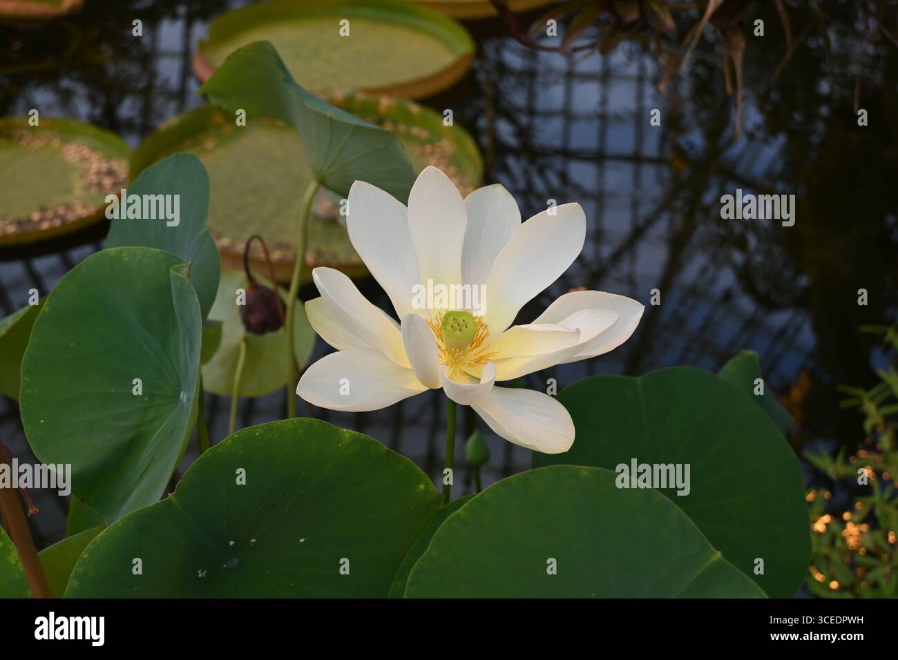 Un fiore di loto bianco in piena fioritura si innalza sopra le calme acque dello stagno, circondato da foglie verdi e ninfee, a simboleggiare la pace e la purezza naturale. Foto Stock
