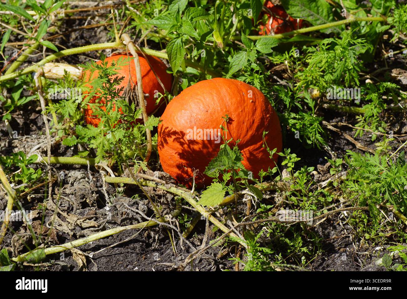 Frutti di arancia della zucca, zucca, cucurbita maxima duchesne in un giardino olandese. Famiglia Cucurbitaceae Foto Stock