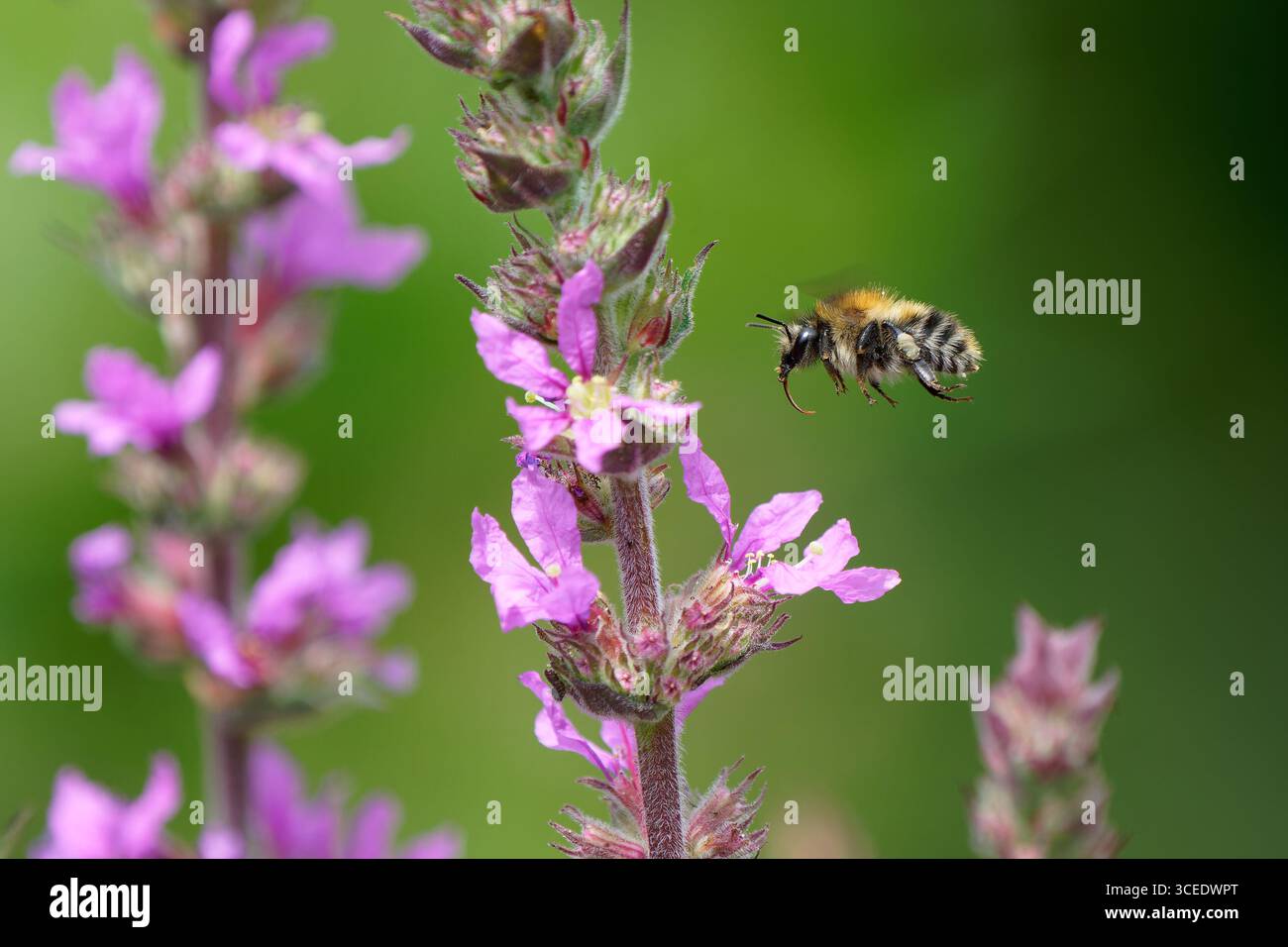 Un'ape a carretto comune, Bombus pascuorum, visita Purple loosestrife - Lythrum salicaria. Foto Stock