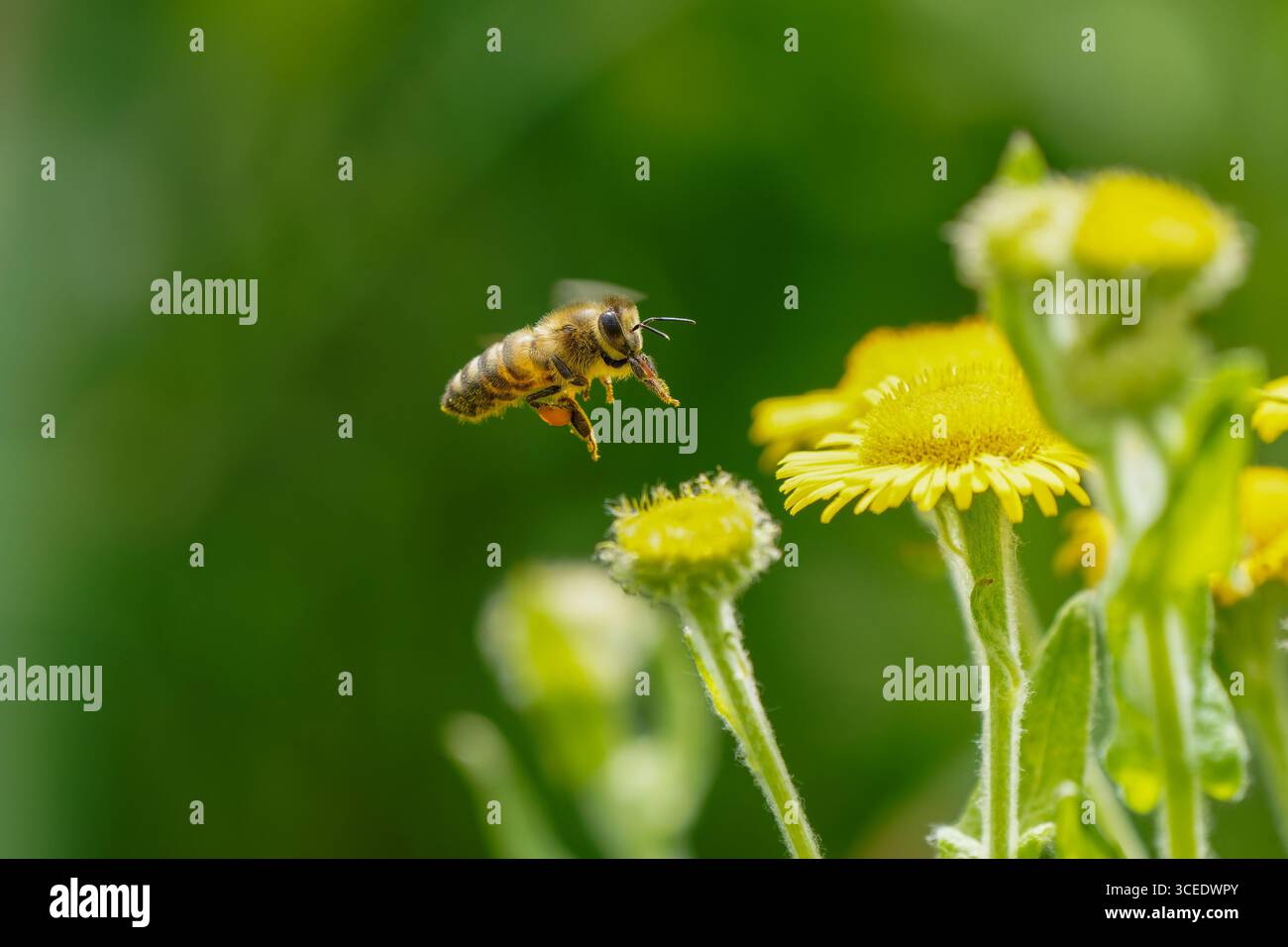 Api mellifere occidentali - Apis mellifera visting Fleabane comune - Pulicaria dysenterica. Foto Stock