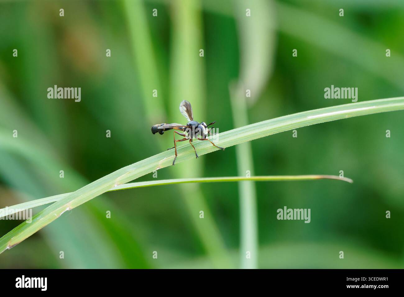 Fiscefala furcillata dalla testa spessa. Foto Stock
