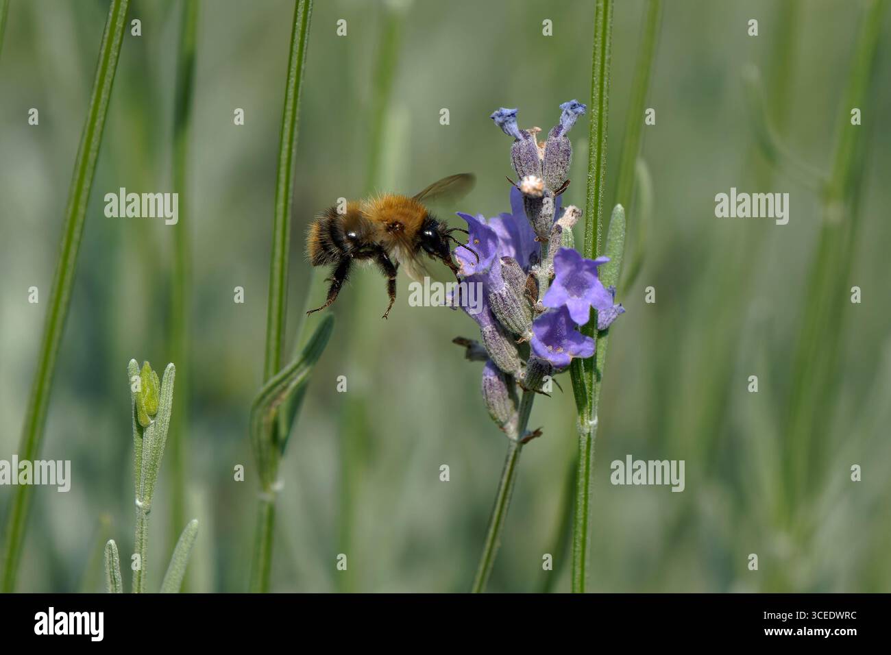 Comune carder Bee-Bombus pascuorum in visita alla lavendar inglese-Lavandula angustifolia. Foto Stock