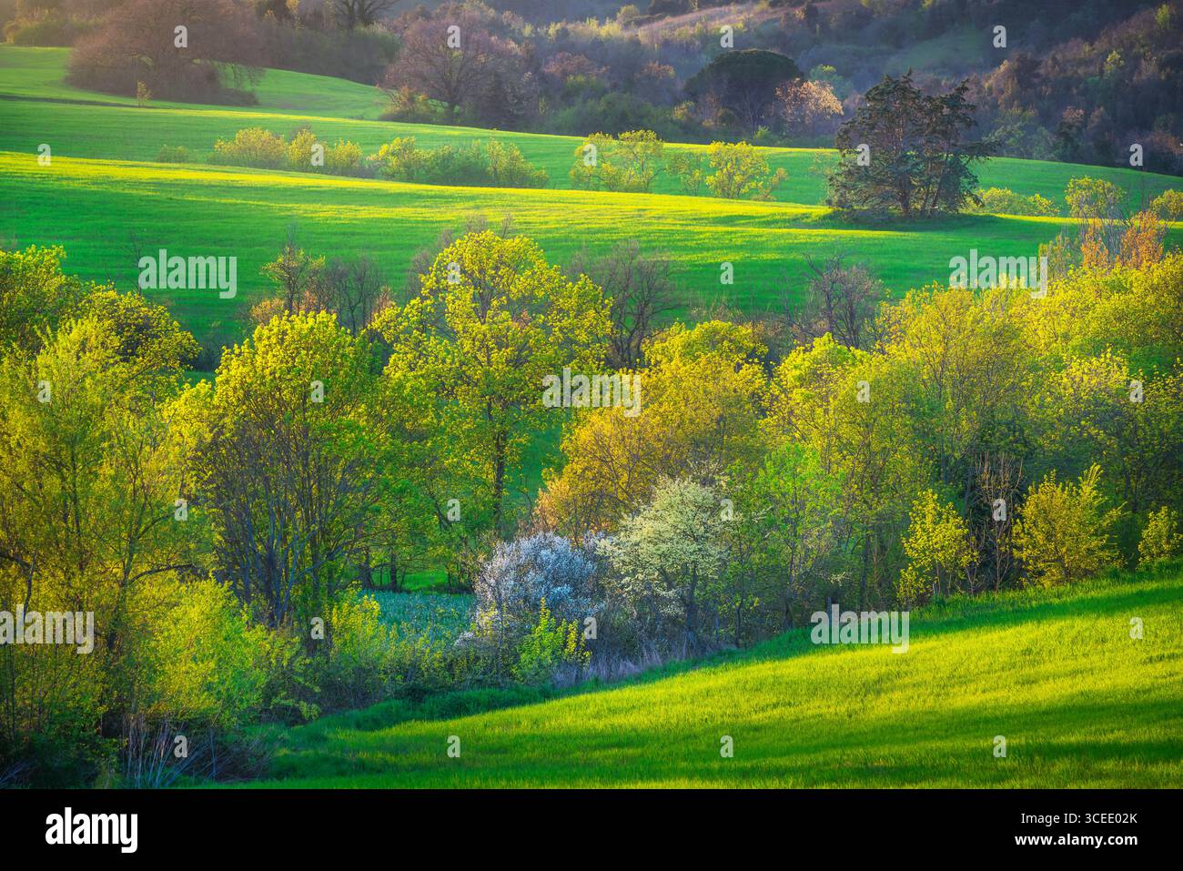 Alberi in fiore in primavera tra le dolci colline della Val di Cecina al tramonto. Pomarance, Provincia di Pisa, regione Toscana, Italia Foto Stock