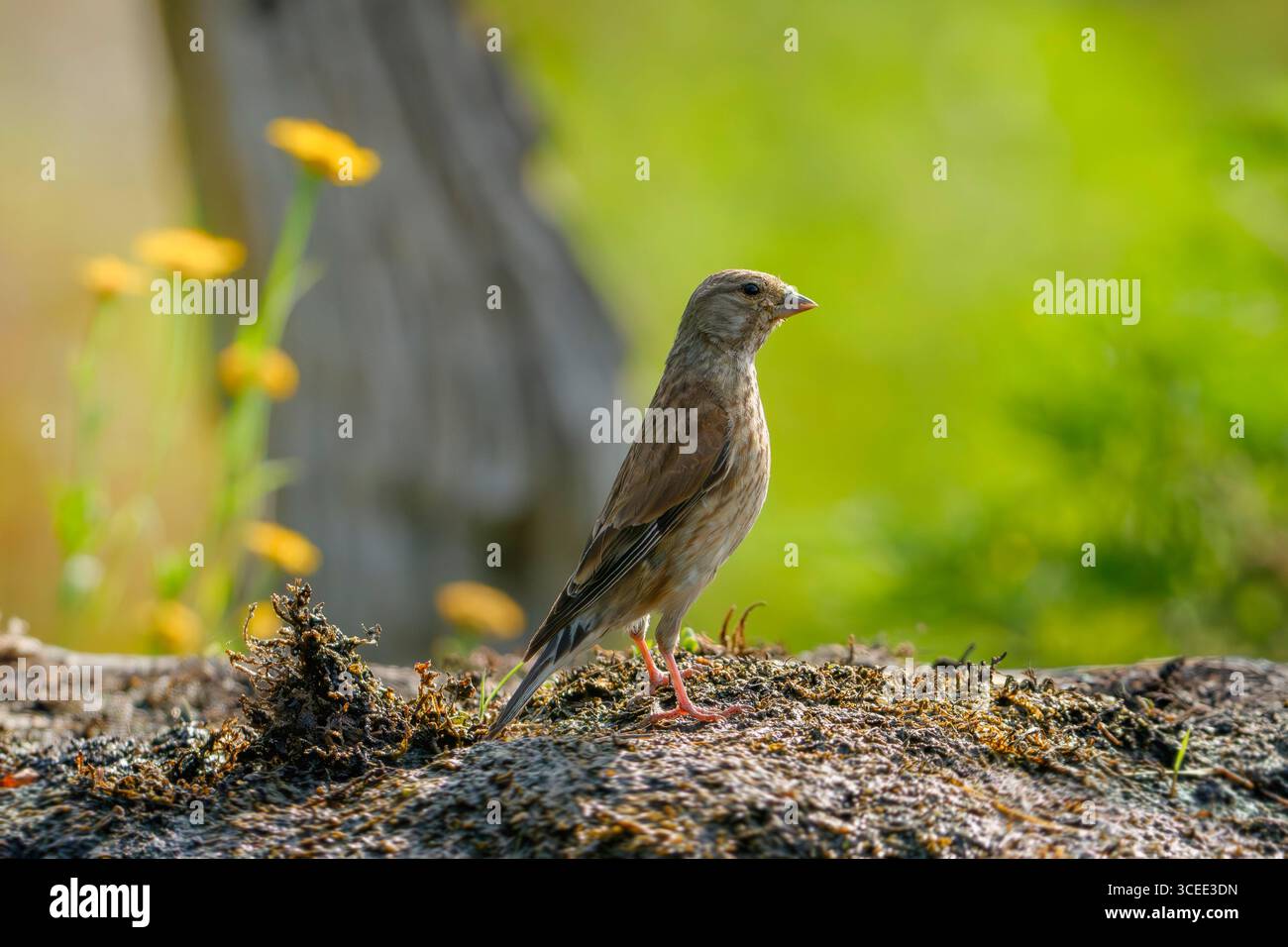 Linnet comune, Linaria cannabina Foto Stock