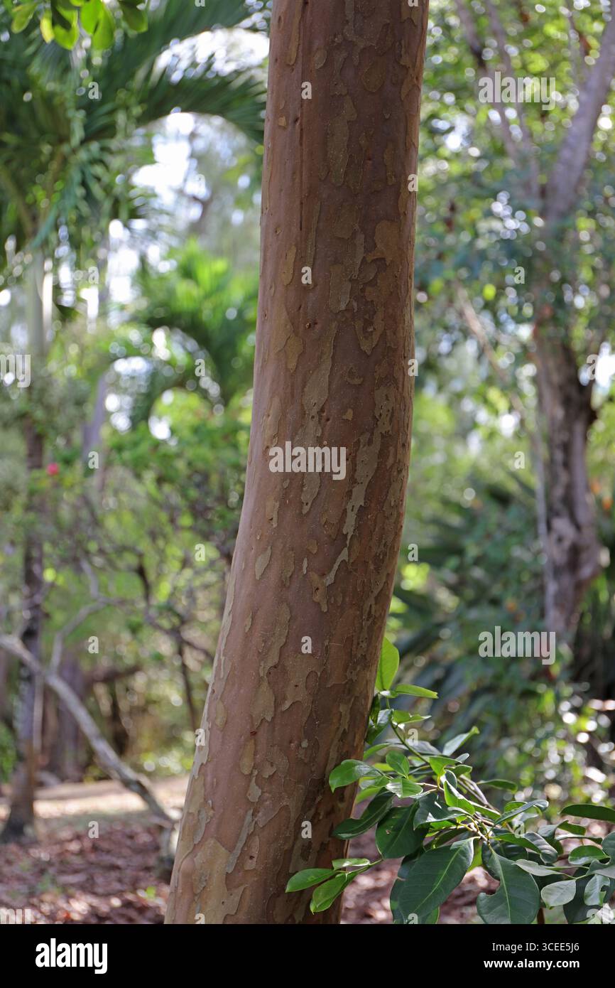 Primo piano della corteccia sbucciata, strutturata e multicolore di un tronco di albero di Guava Foto Stock