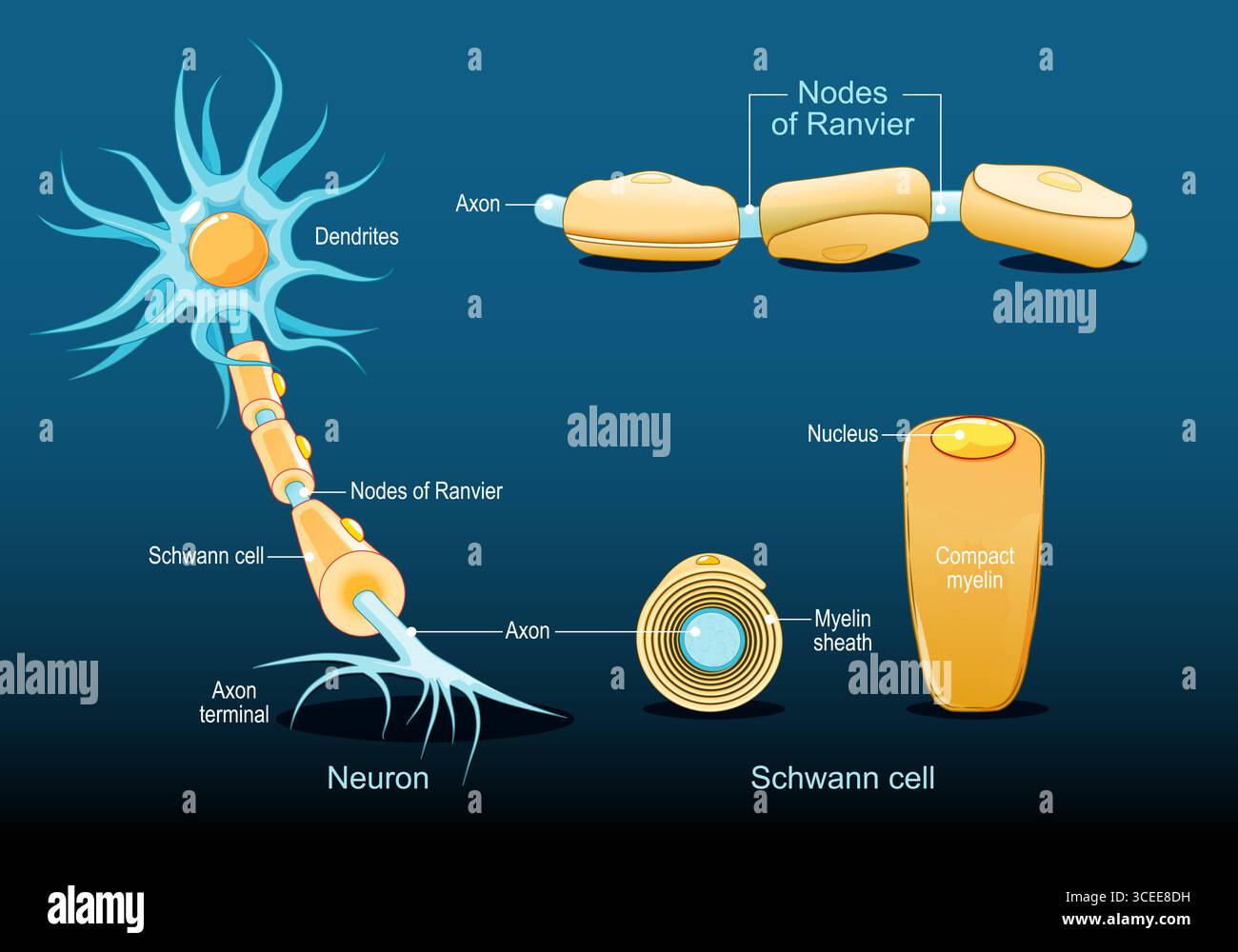 Anatomia dei neuroni: Dendriti, guaina mielinica, Nucleo, Axon. Struttura Axon. Nodi di Ranvier e Schwann cell. Primo piano della cella di Schwann. Vettore dettagliato Illustrazione Vettoriale