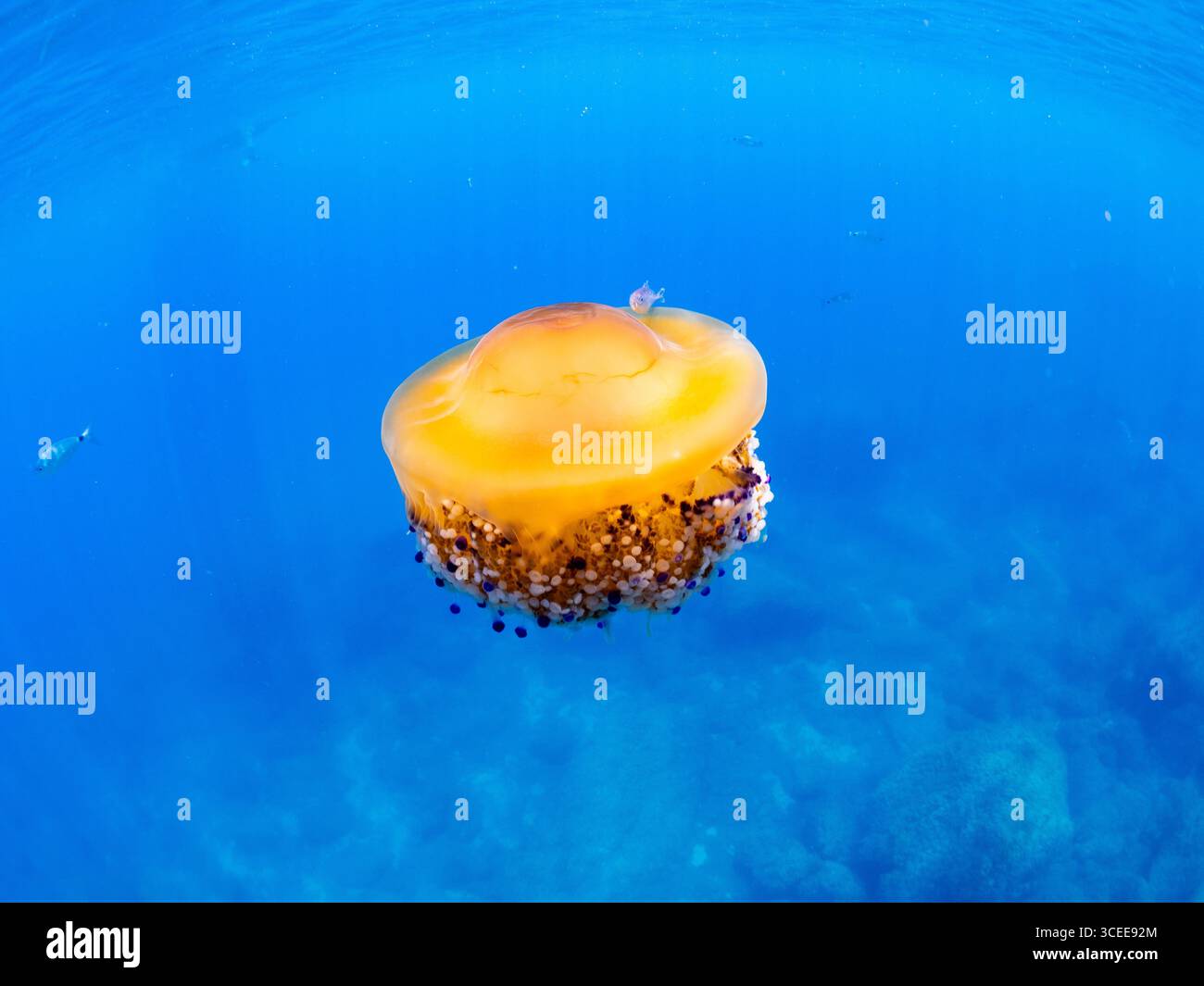 Meduse o cotylorhiza tuberculata, nota anche come gelatina mediterranea o meduse d'uovo fritte, galleggia nel mare blu Foto Stock