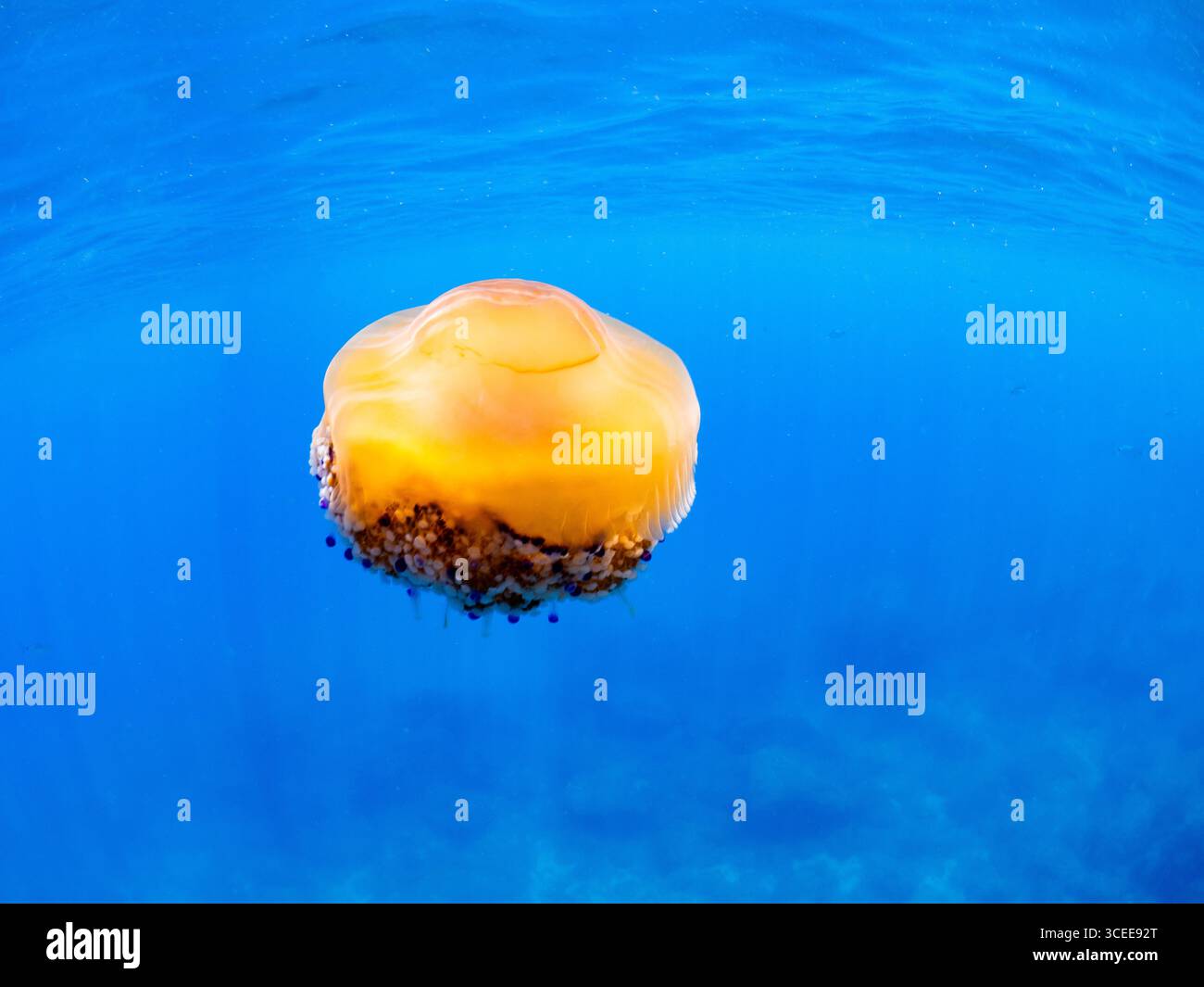 Meduse o cotylorhiza tuberculata, nota anche come gelatina mediterranea o meduse d'uovo fritte, galleggia nel mare blu Foto Stock