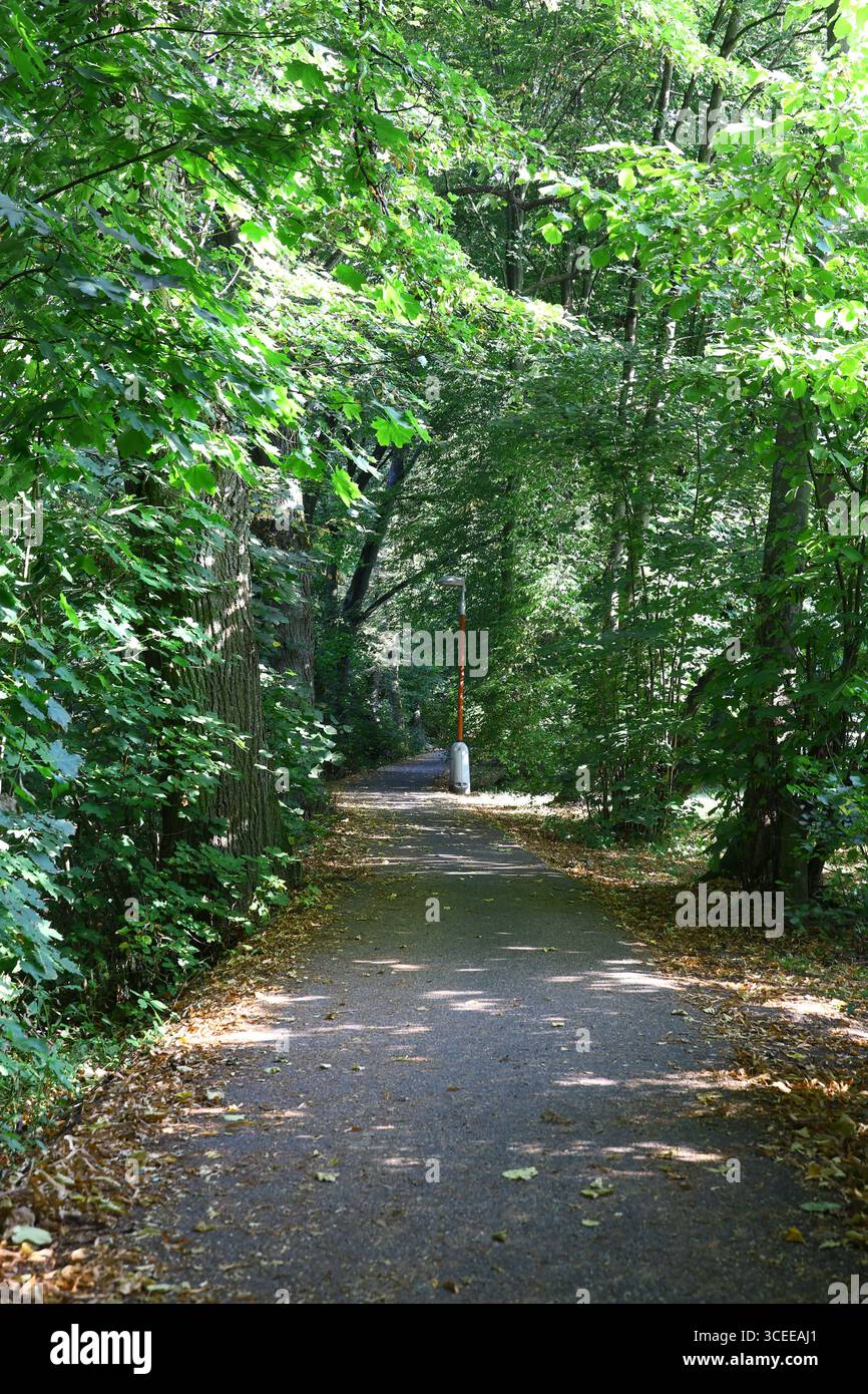 Sentiero ombreggiato attraverso una verde foresta estiva con lampione Foto Stock