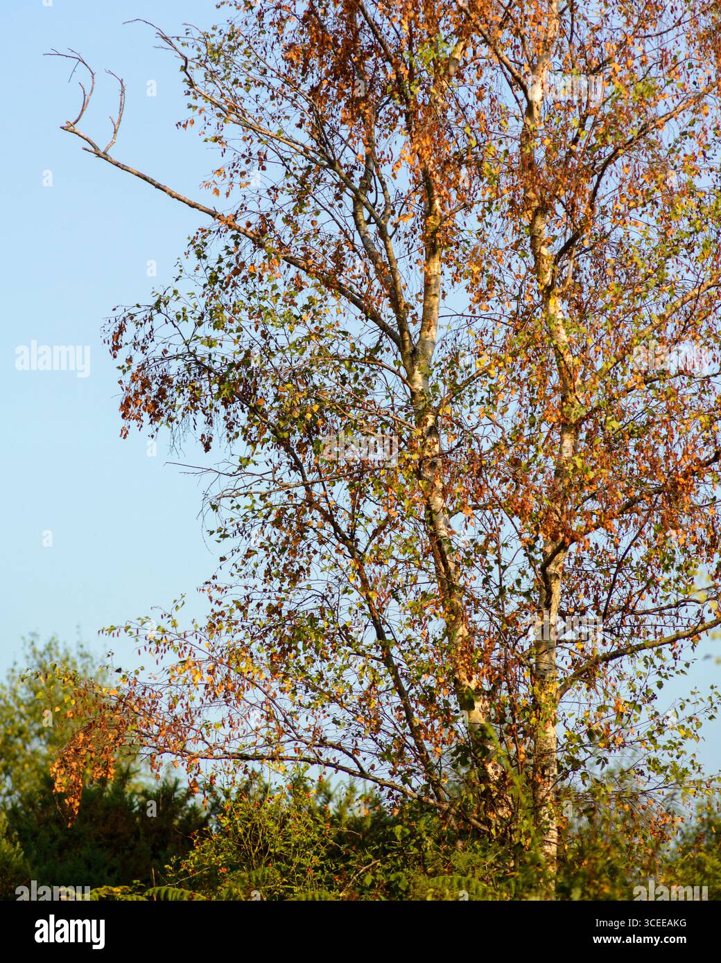 Betulla d'argento (Betula pendula) alla ricerca stressata in estate secca, agosto 2025, Inghilterra, Regno Unito Foto Stock