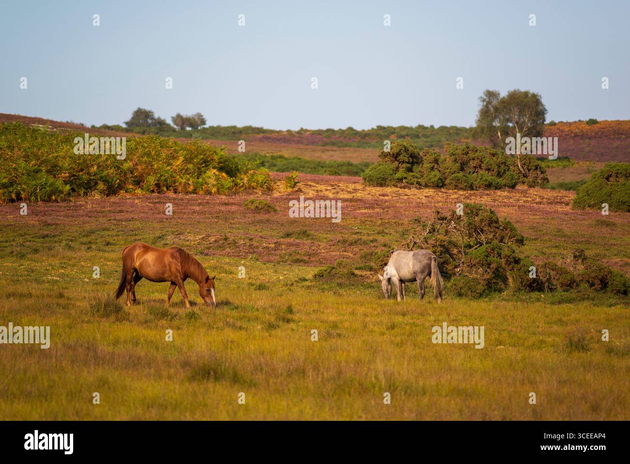 New Forest pony and Purple heather in dry Summer, agosto 2025, Inghilterra, Regno Unito Foto Stock