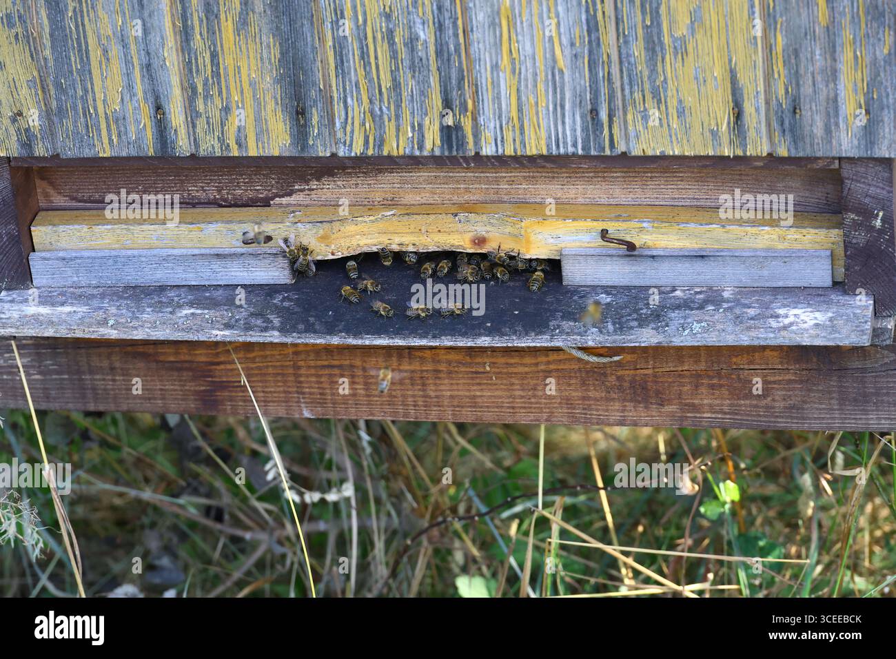 Api mellifere che entrano in un rustico alveare di legno con vernice gialla intemprata in un ambiente naturale all'aperto Foto Stock