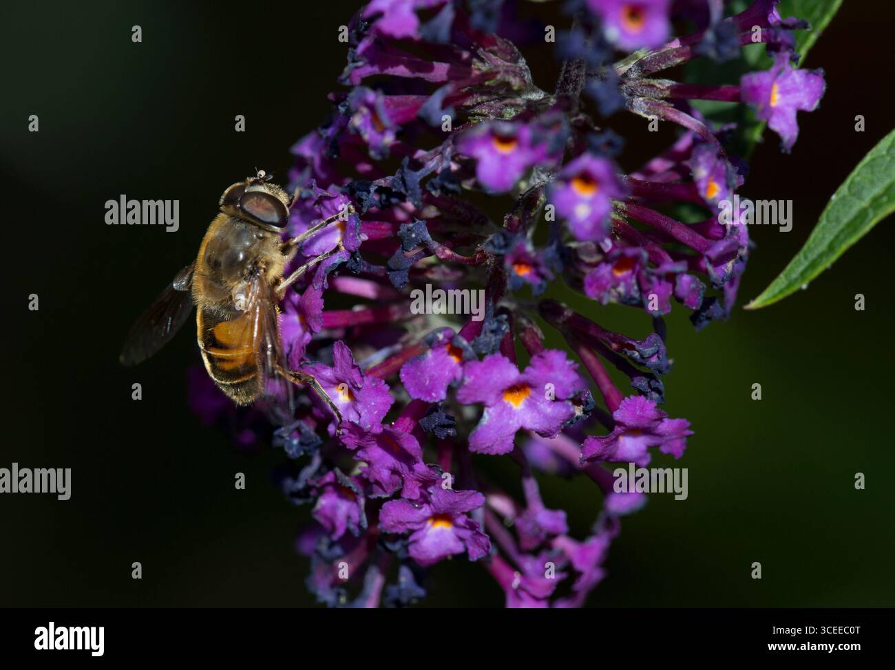 Hoverfly Myathropa Florae Foto Stock