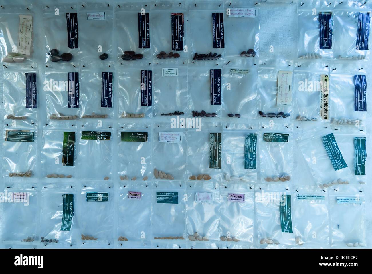 Sacchetti di plastica con chiusura lampo con diversi semi di piante fissati su un asse, simboleggiano il giardinaggio urbano e lo stoccaggio dei semi fai da te. Foto Stock