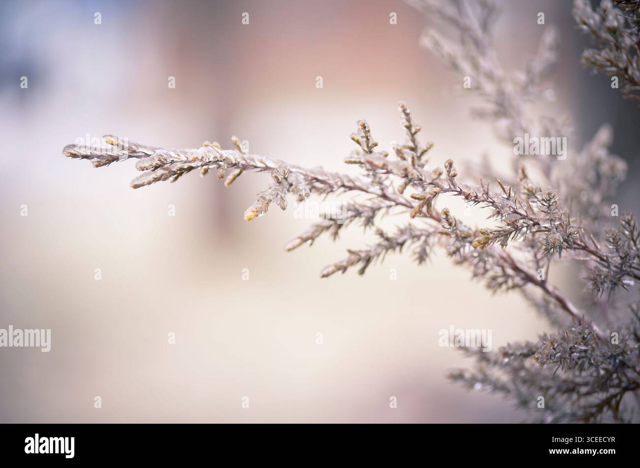 Cedar Branch in inverno Foto Stock