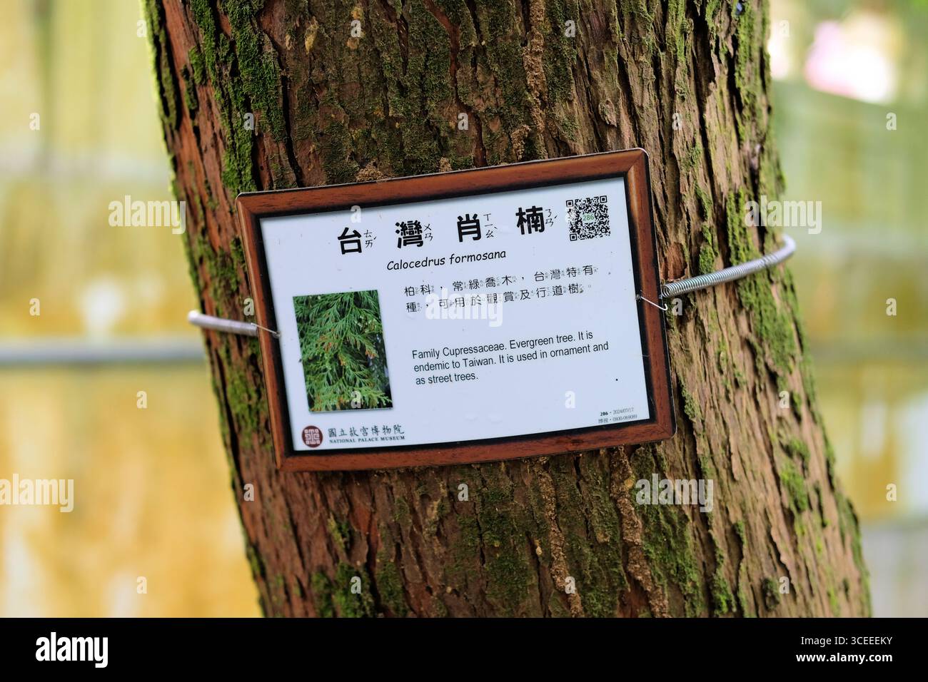 Carta di identificazione delle piante per Bischofia javanica (legno vescovo); Giardino Zhishan presso il Museo Nazionale del Palazzo di Taipei, Taiwan. Foto Stock