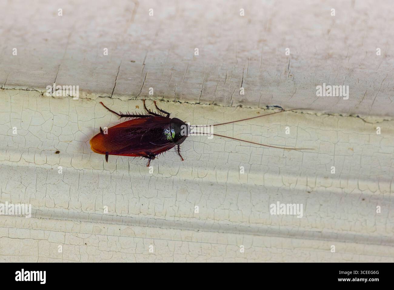 Lo scarafaggio americano (Periplaneta americana) è la più grande specie di scarafaggio comune e spesso considerato un parassita. In alcune regioni degli Stati Uniti Foto Stock