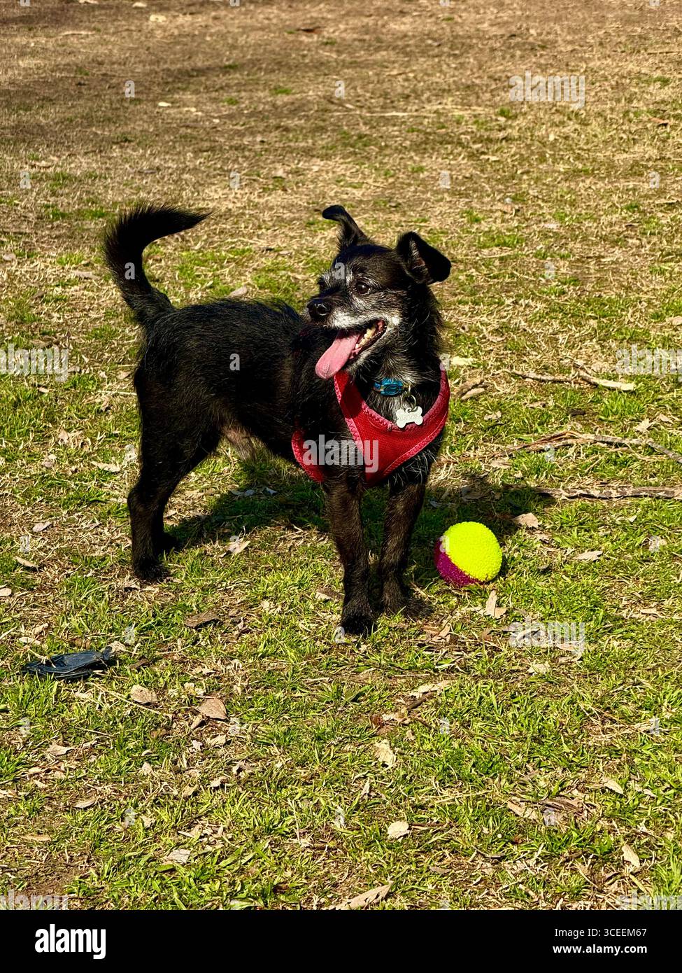 Un cane nero che indossa un'imbracatura rossa in piedi su un prato erboso con una palla da tennis gialla, desideroso di giocare a fetch. - Immagine stock catturata con smartphone
