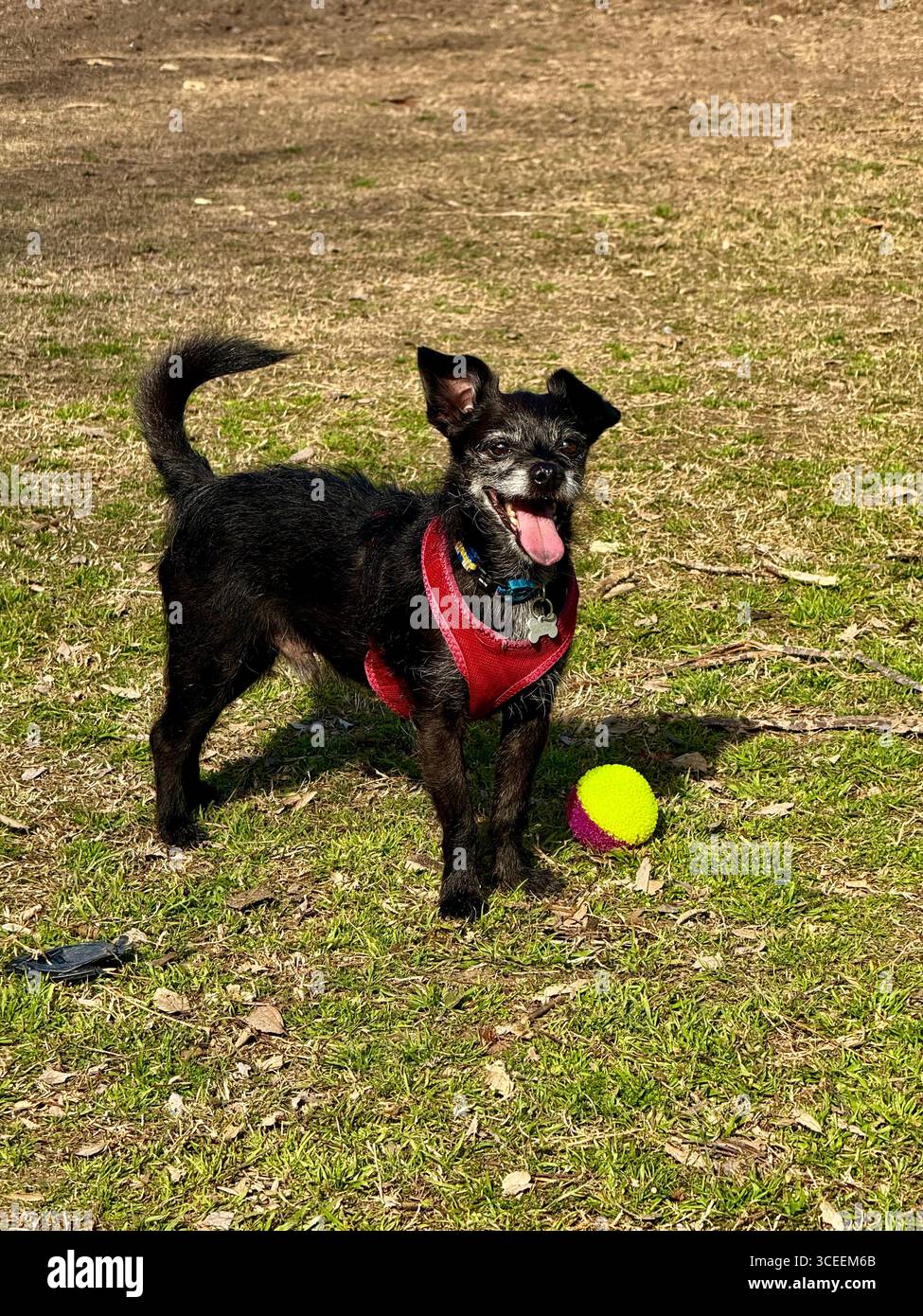 Un giocoso cane nero con un'imbracatura rossa in piedi su un prato erboso con una palla da tennis gialla, desideroso di giocare e recuperare. - Immagine stock catturata con smartphone