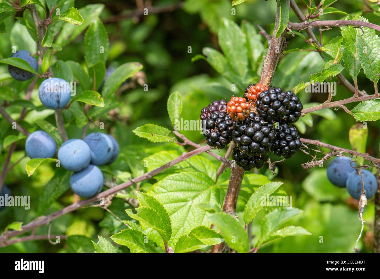 Agosto 2025. L'autunno sta arrivando all'inizio di quest'anno nel Regno Unito, con bacche e frutta che maturano prima del solito, a causa della lunga estate calda e secca Foto Stock