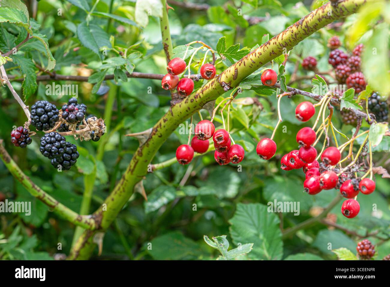 Agosto 2025. L'autunno sta arrivando all'inizio di quest'anno nel Regno Unito, con bacche e frutta che maturano prima del solito, a causa della lunga estate calda e secca Foto Stock