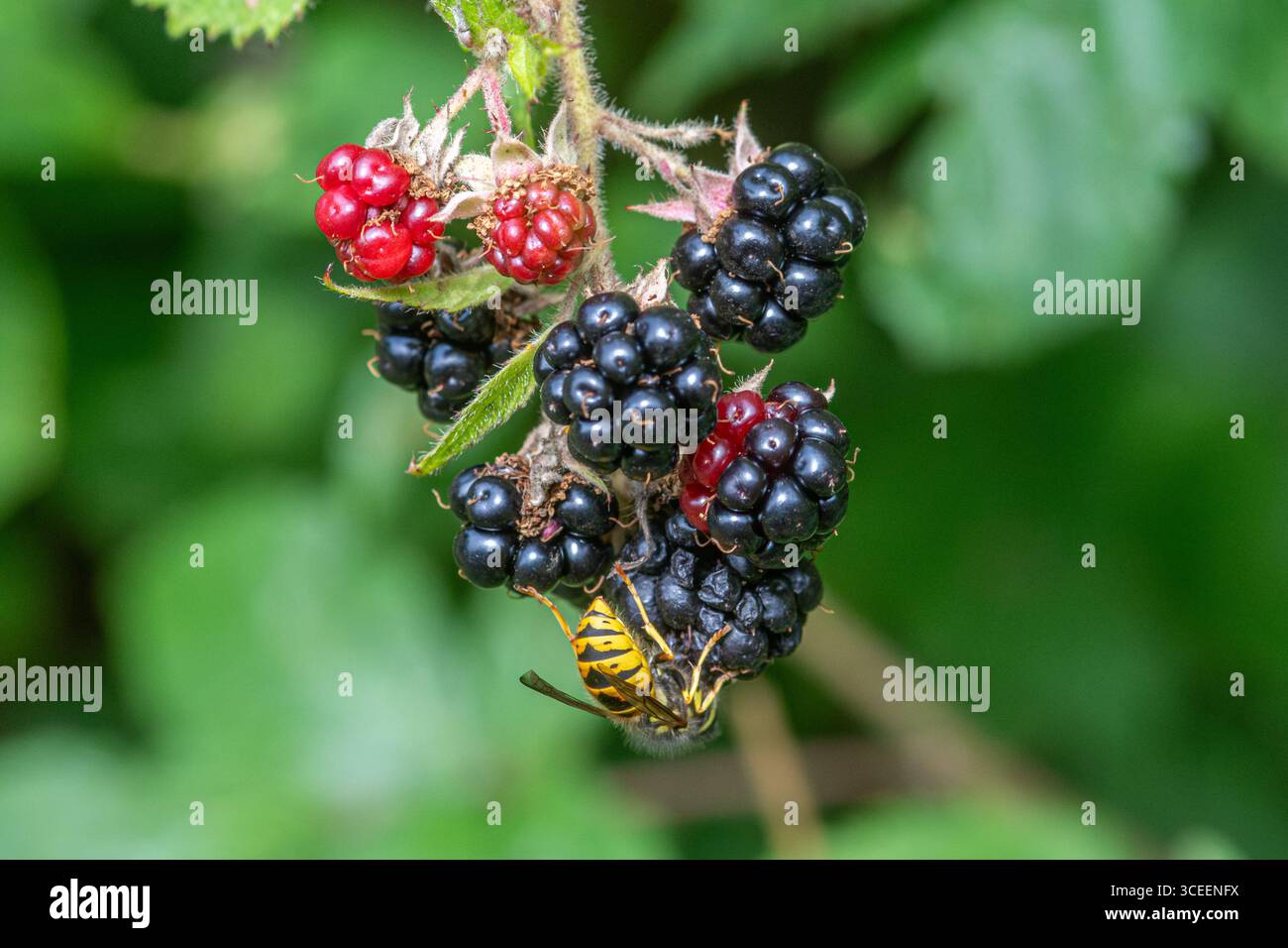 Agosto 2025. L'autunno sta arrivando all'inizio di quest'anno nel Regno Unito, con bacche e frutta che maturano prima del solito, a causa della lunga estate calda e secca Foto Stock