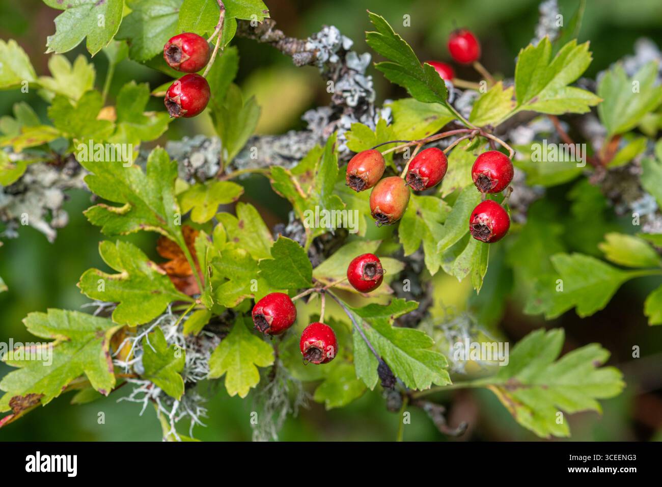 Agosto 2025. L'autunno sta arrivando all'inizio di quest'anno nel Regno Unito, con bacche e frutta che maturano prima del solito, a causa della lunga estate calda e secca Foto Stock