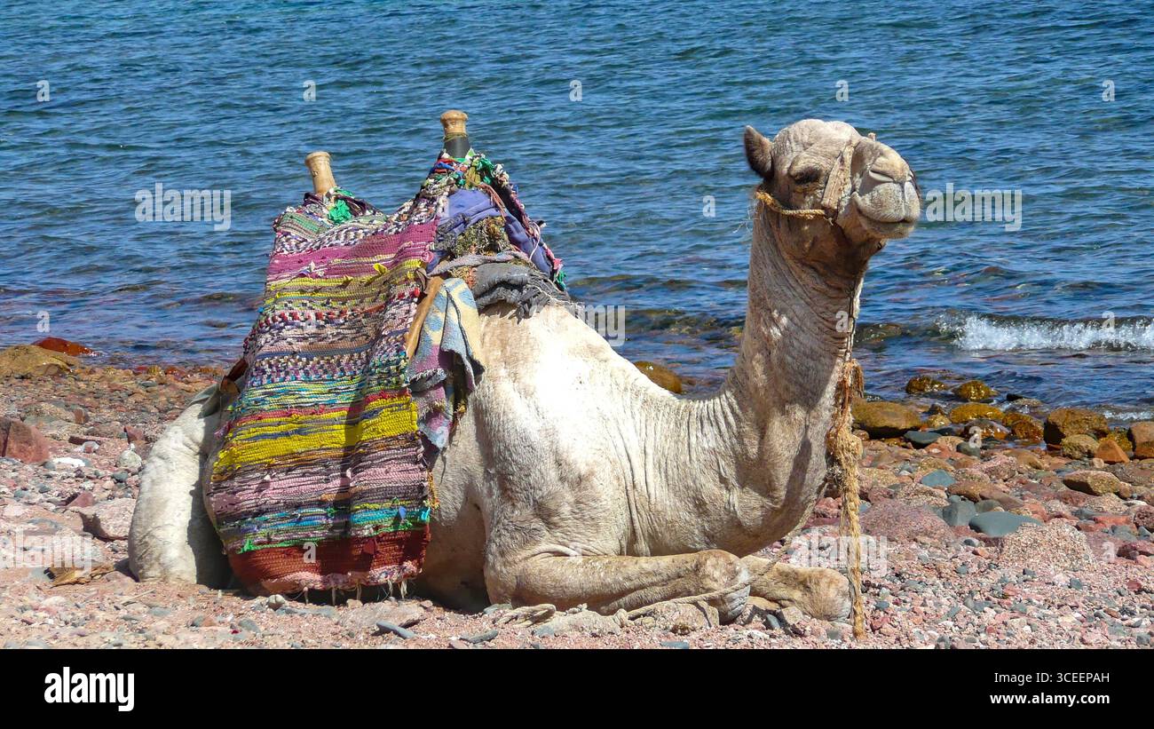 Il dromedario con una tradizionale sella egiziana si trova su una spiaggia di ciottoli del Mar Rosso, incorniciata da una spiaggia illuminata dal sole e da acque turchesi Foto Stock