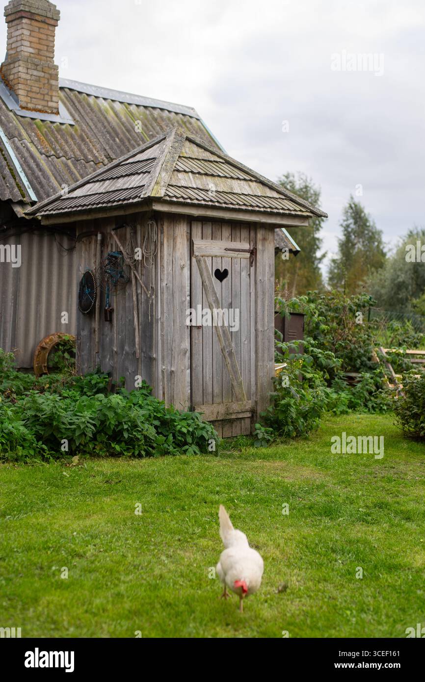 17.09.2016, Varnja, Estonia: Tradizionale attico in legno con intaglio a forma di cuore sulla porta, circondato da verde giardino e un pollo bianco. Foto Stock