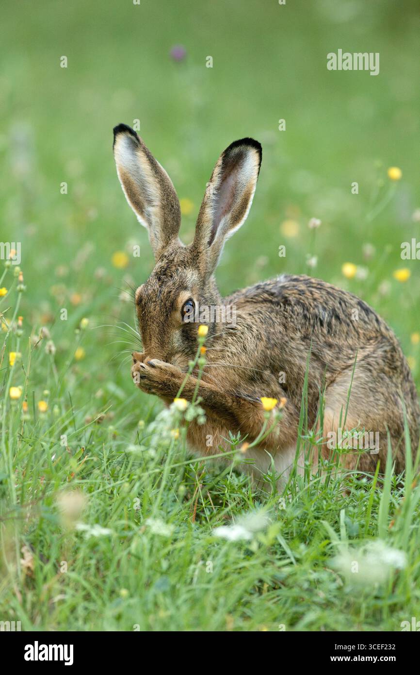 Lepre europea (Lepus europaeus) che pulisce il muso usando le zampe per pulire il naso come parte della routine di cura del corpo Foto Stock