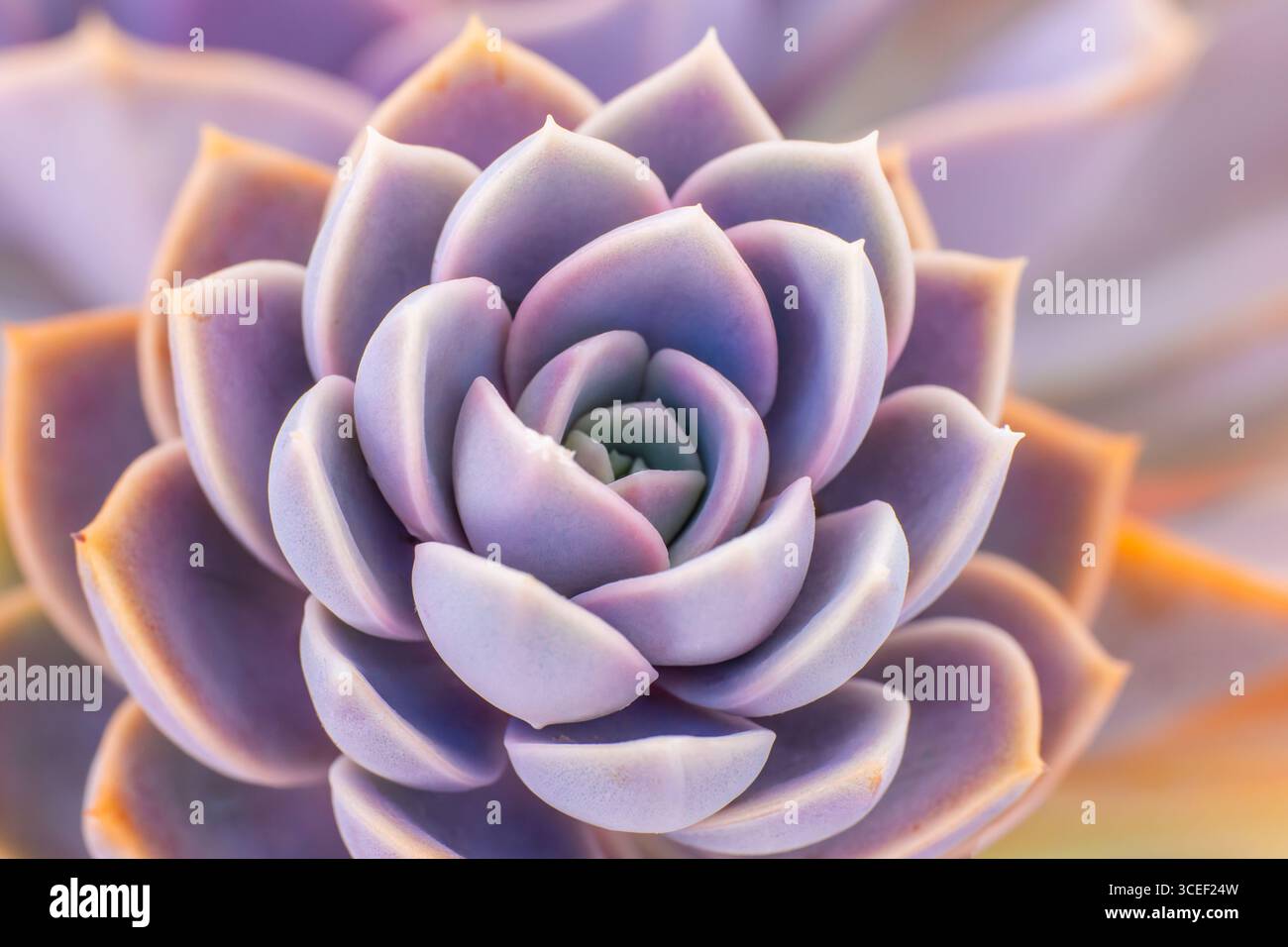 Vista macro dettagliata di un'Echeveria viola succulenta con morbide sfumature pastello e disposizione geometrica delle foglie. Foto Stock