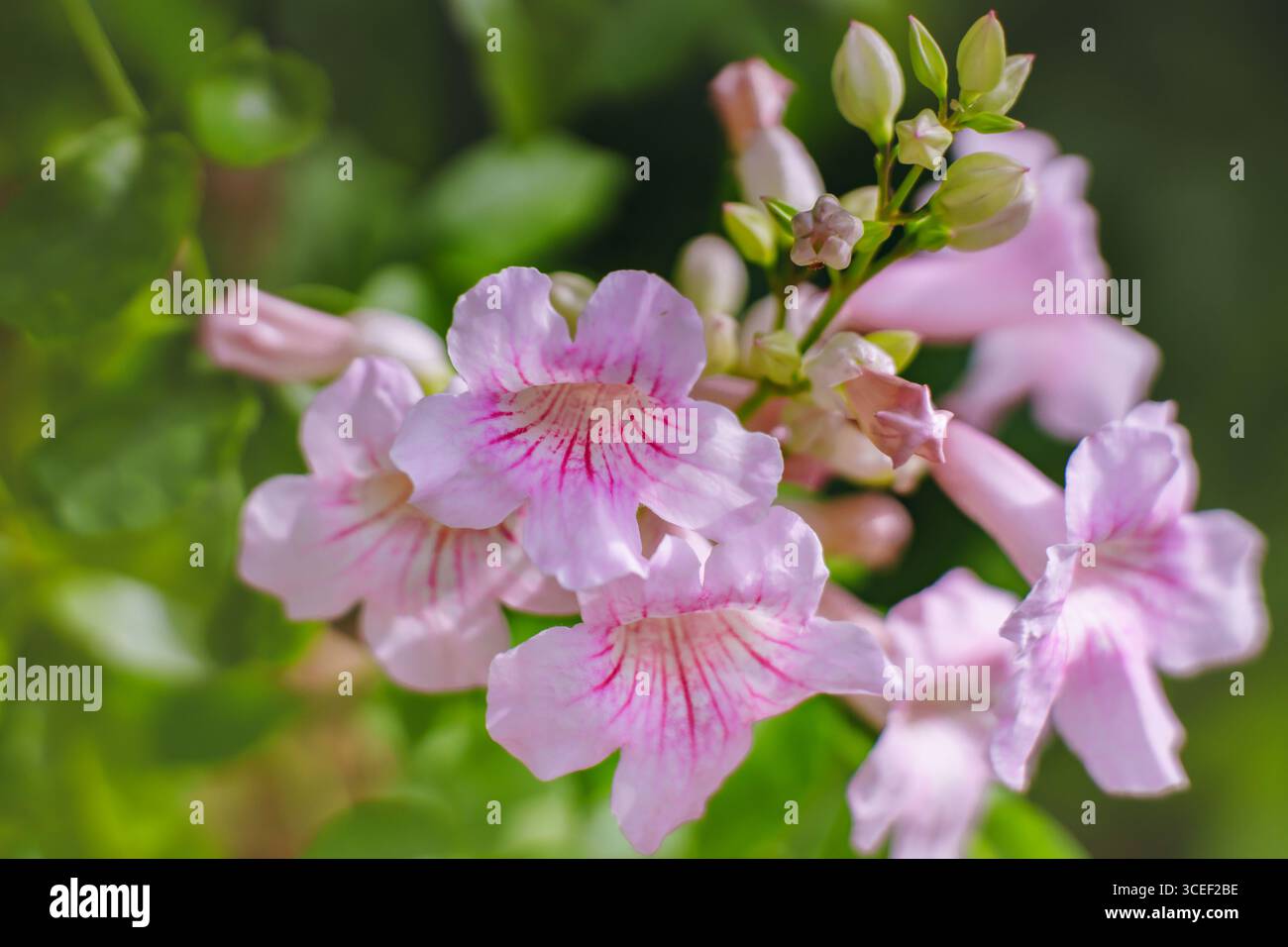 Gruppo di delicati fiori di tromba rosa con centri a strisce circondati da verde fogliame. Foto Stock