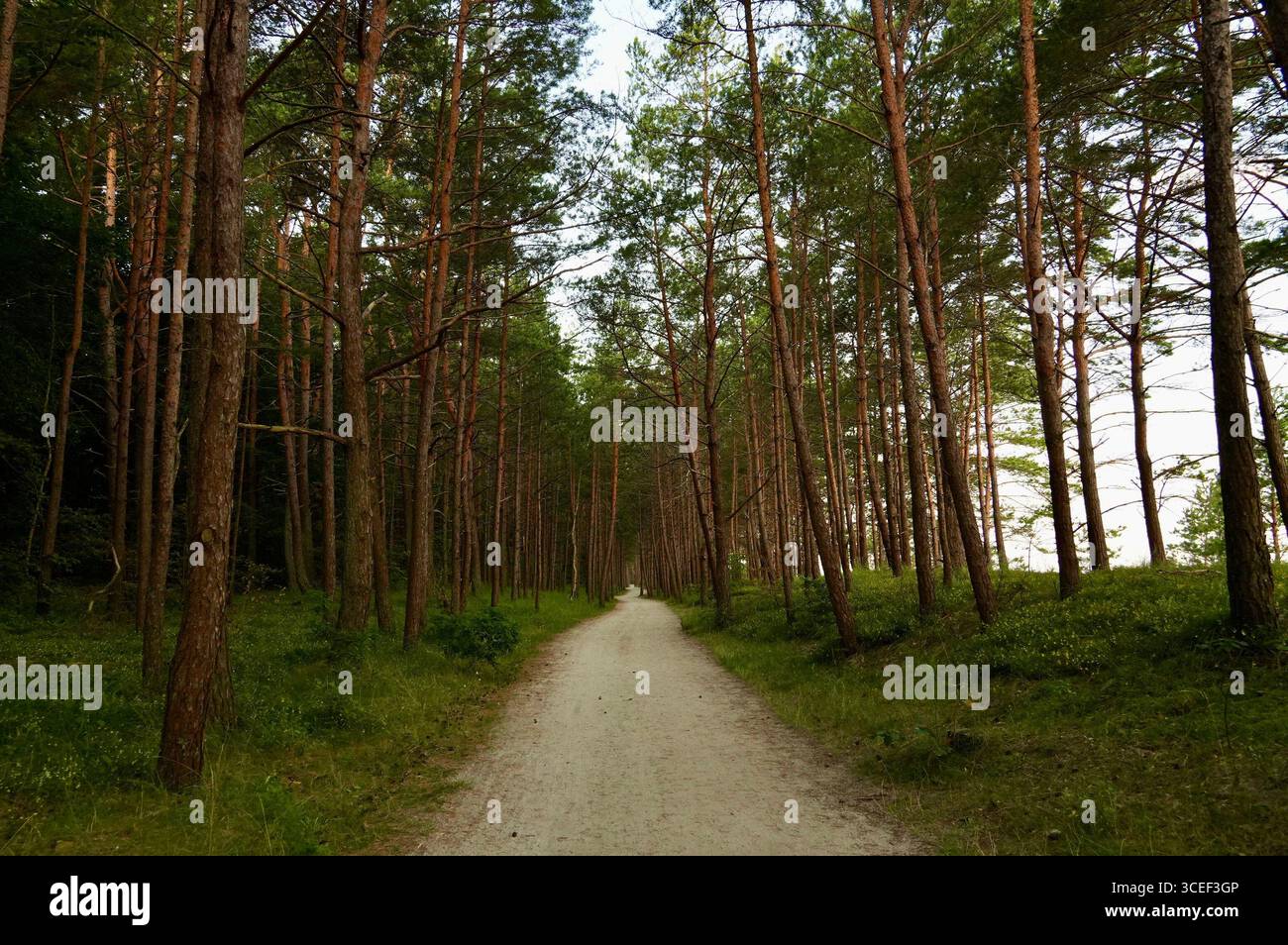 Sentiero nella pineta nella stagione estiva. Bellissimo paesaggio. Foto Stock