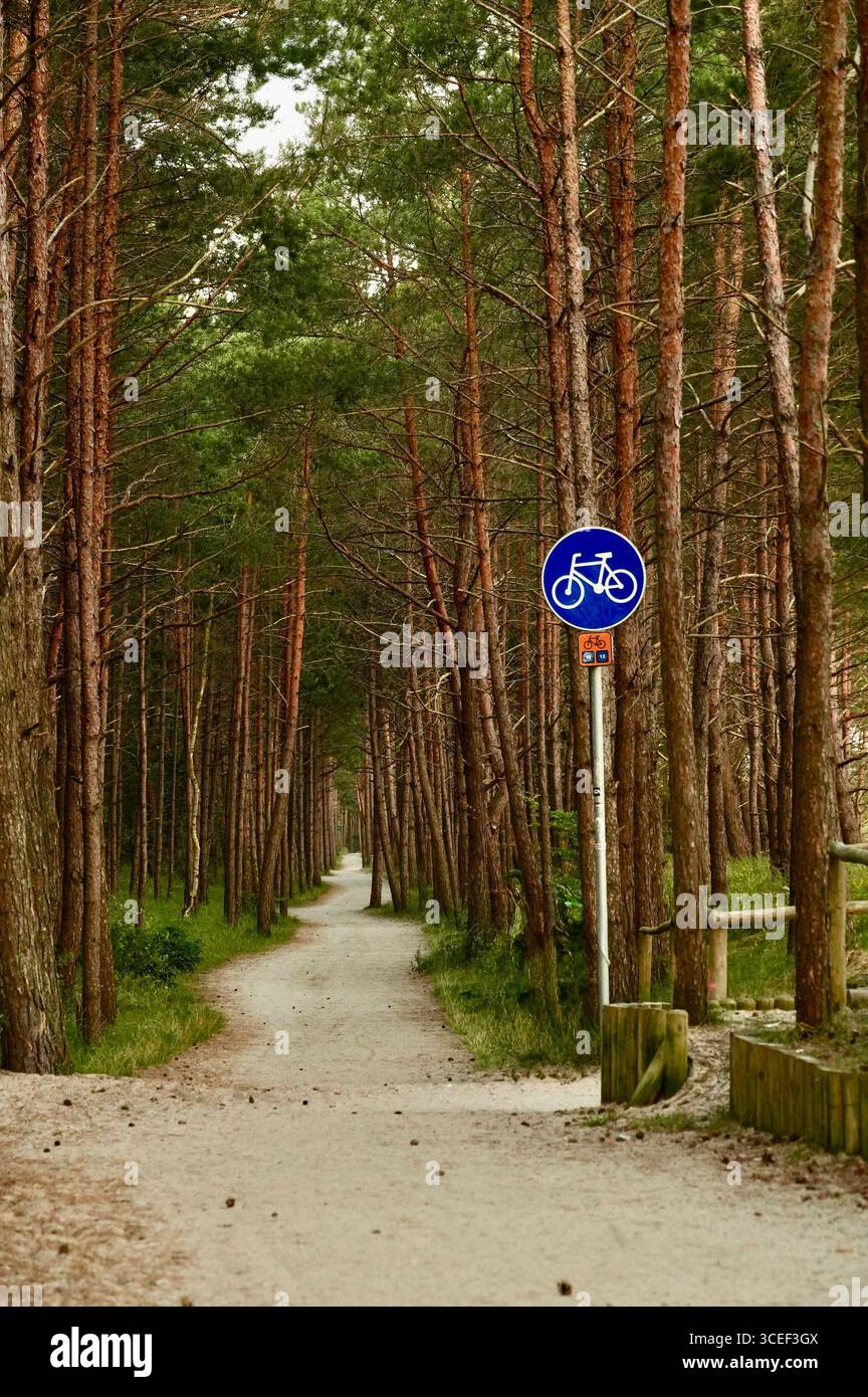 Segnaletica stradale in una pineta. La strada va in lontananza. Foto Stock