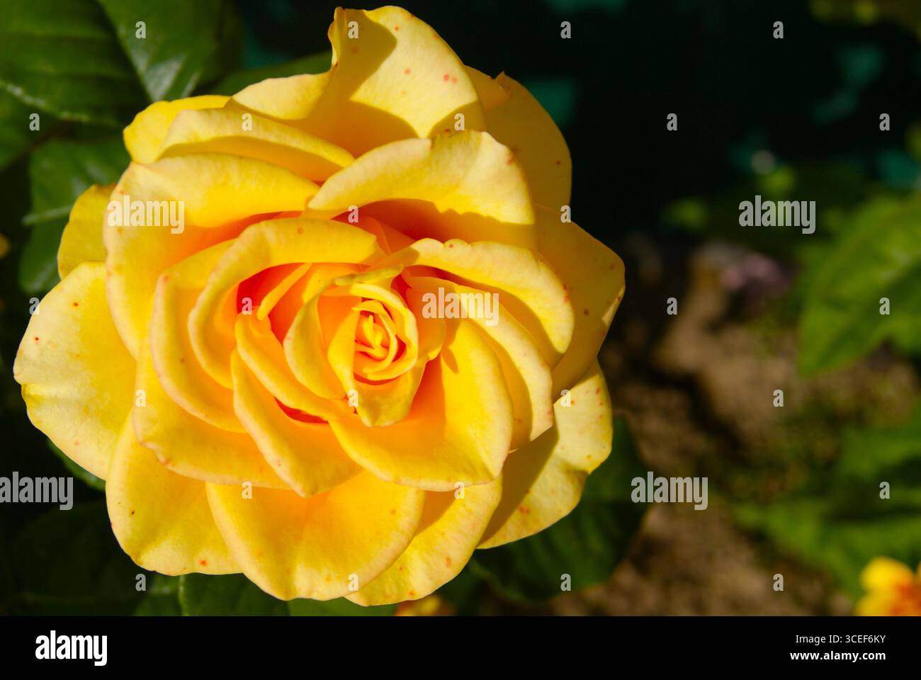 Primo piano di una bellissima rosa gialla con foglie verdi. Perfetto per l'uso in progetti legati all'amore, all'amicizia, ai saluti e ai fiori. Foto Stock
