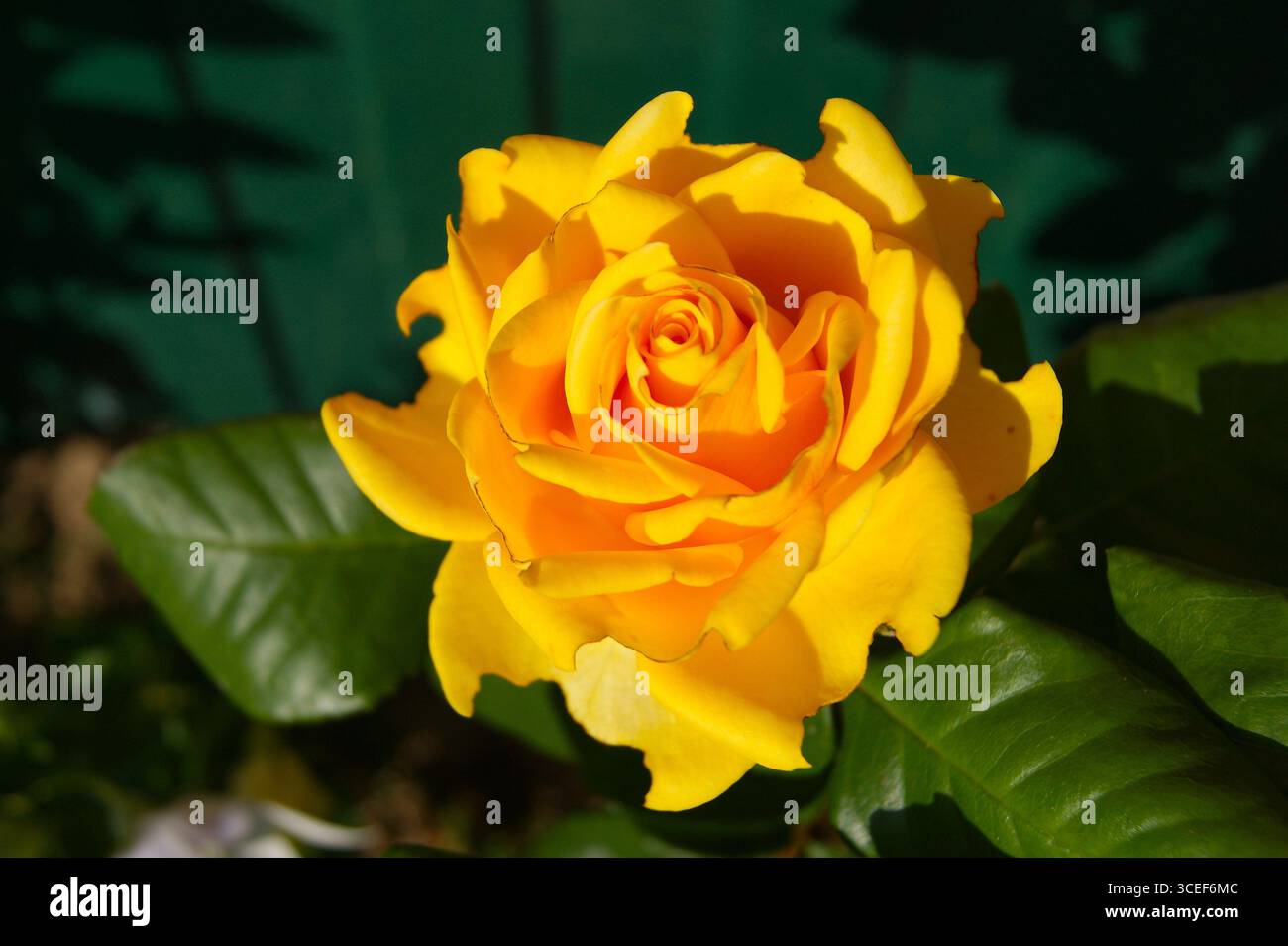 Primo piano di una bellissima rosa gialla con foglie verdi. Perfetto per l'uso in progetti legati all'amore, all'amicizia, ai saluti e ai fiori. Foto Stock