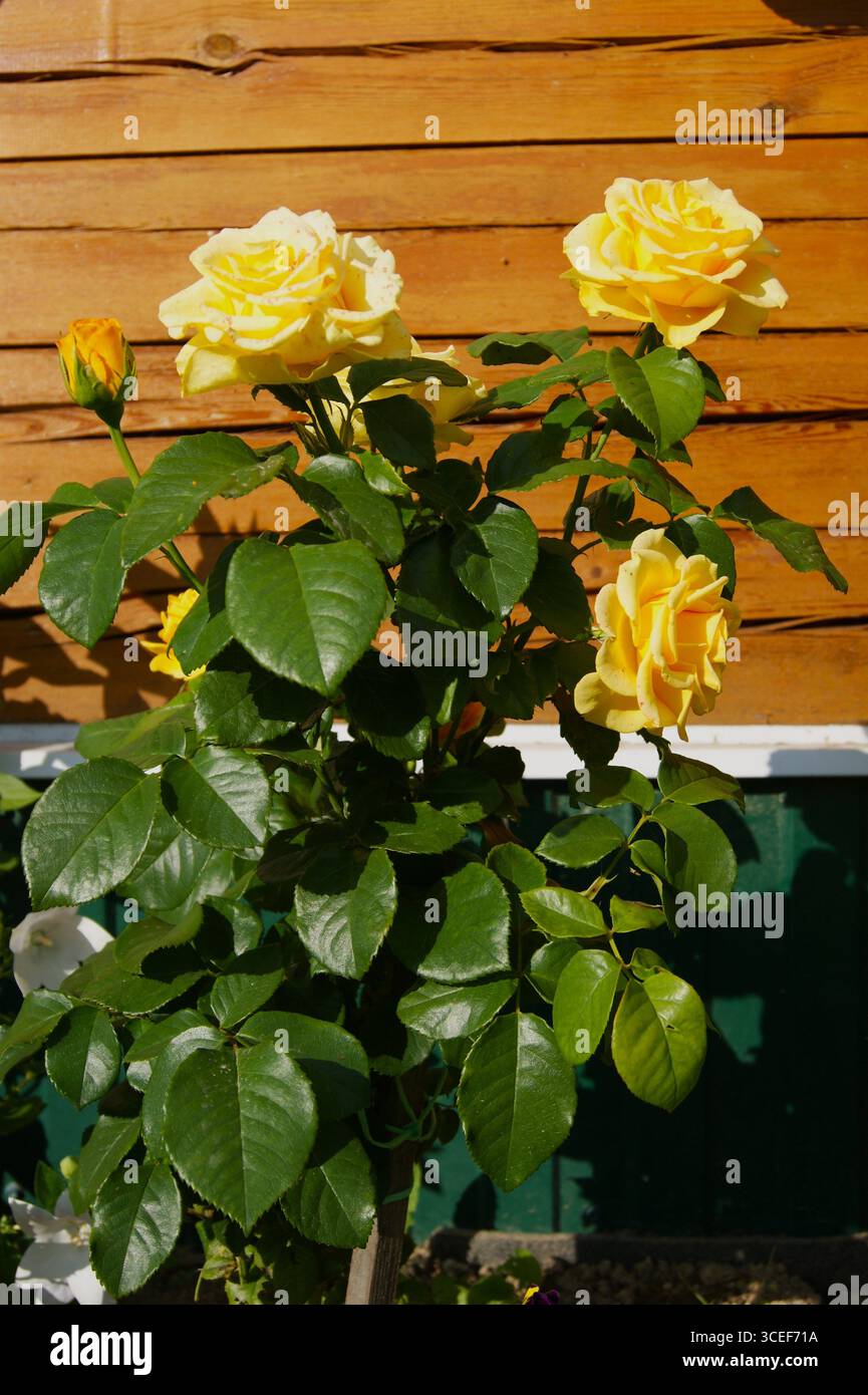 Primo piano di una bellissima rosa gialla con foglie verdi. Perfetto per l'uso in progetti legati all'amore, all'amicizia, ai saluti e ai fiori. Foto Stock