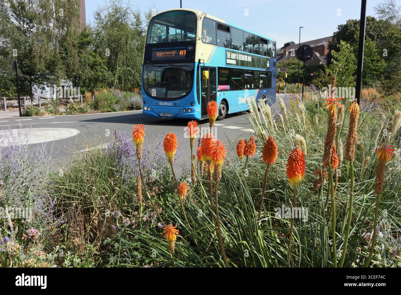 Red Hot Poker Flowers Kniphofia Grey to Green Park Castlegate Sheffield City Center Inghilterra, Regno Unito, centri urbani di biodiversità impianti trasporto in autobus Foto Stock