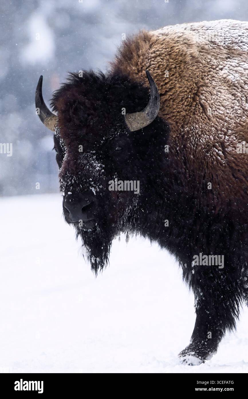 Primo piano di un bisonte americano (bisonte bisonte bisonte) in un ambiente innevato, che mostra la sua pelliccia spessa sullo sfondo invernale. Foto Stock Primo piano di un bisonte americano (bisonte bisonte bisonte) in un ambiente innevato, che mostra la sua pelliccia spessa sullo sfondo invernale. Foto Stock