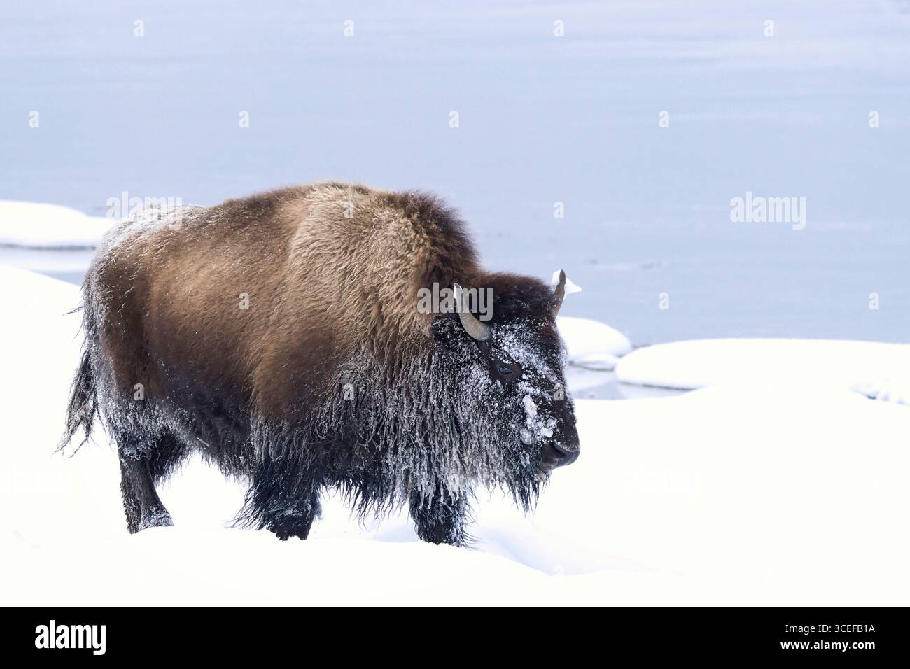 Il bisonte americano (bisonte bisonte bisonte bisonte) sorge su un paesaggio innevato vicino a un fiume ghiacciato, mostrando la sopravvivenza invernale in un habitat naturale. Foto Stock Il bisonte americano (bisonte bisonte bisonte bisonte) sorge su un paesaggio innevato vicino a un fiume ghiacciato, mostrando la sopravvivenza invernale in un habitat naturale. Foto Stock