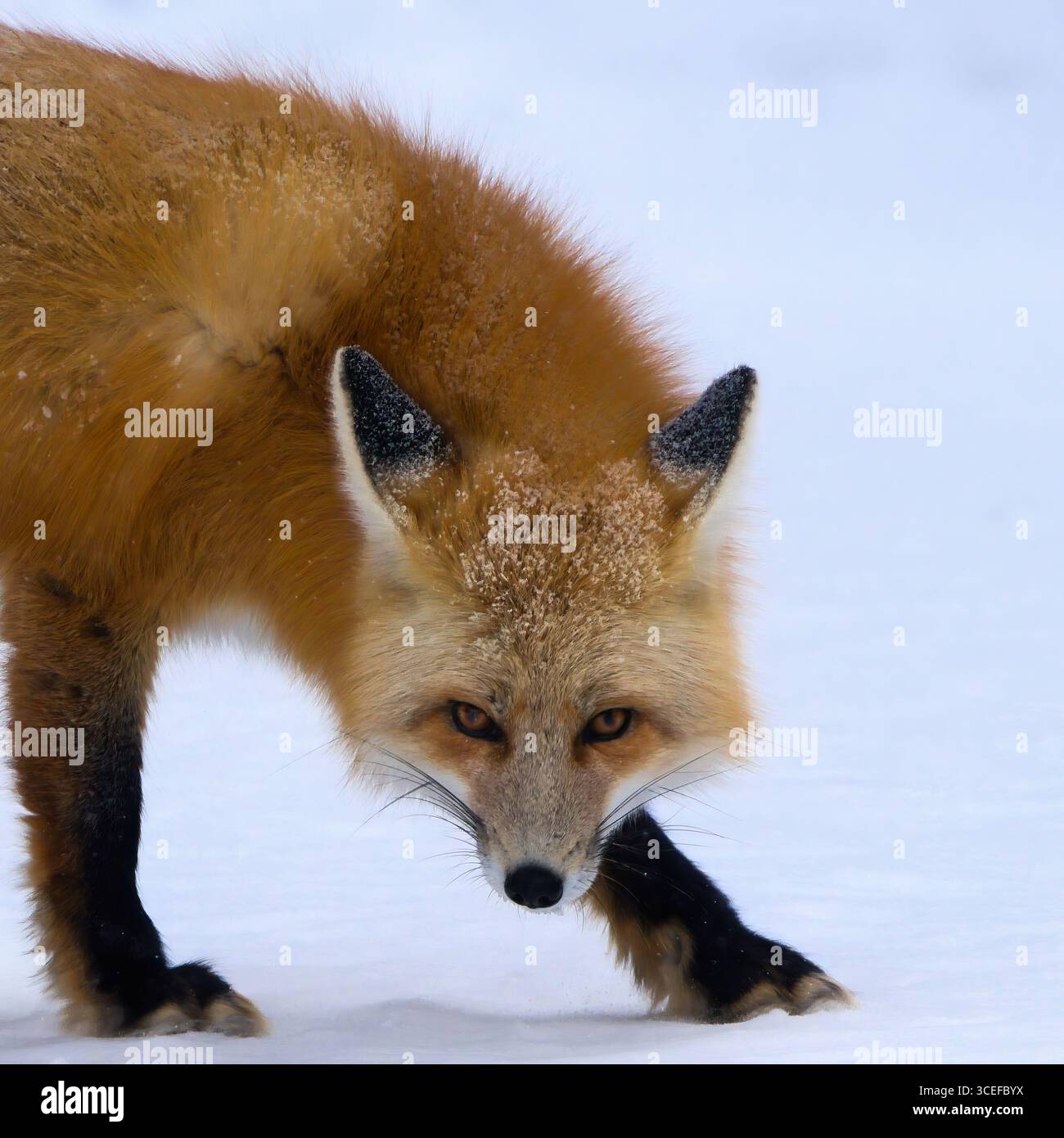 Primo piano di una volpe rossa (Vulpes vulpes) che si snoda attraverso un paesaggio innevato, mostrando il suo sguardo acuto e la sua pelliccia vivace. Foto Stock