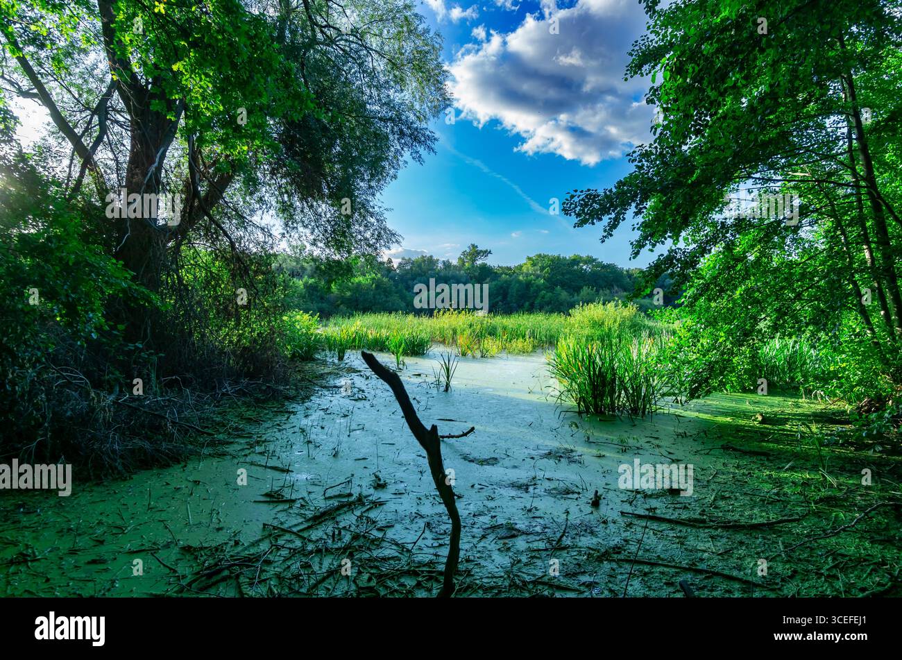 Lussureggiante palude con letti di canne e la foresta circostante a Fauler SEE la riserva naturale di Berlino in una soleggiata giornata estiva. Foto Stock