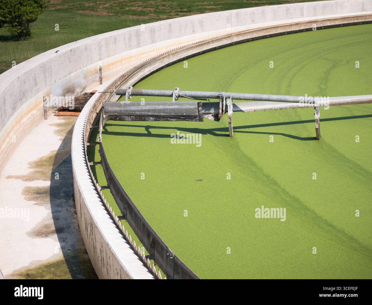 Le alghe fioriscono in un impianto di trattamento in un serbatoio di riserva di un impianto di trattamento delle acque reflue in Messico Foto Stock