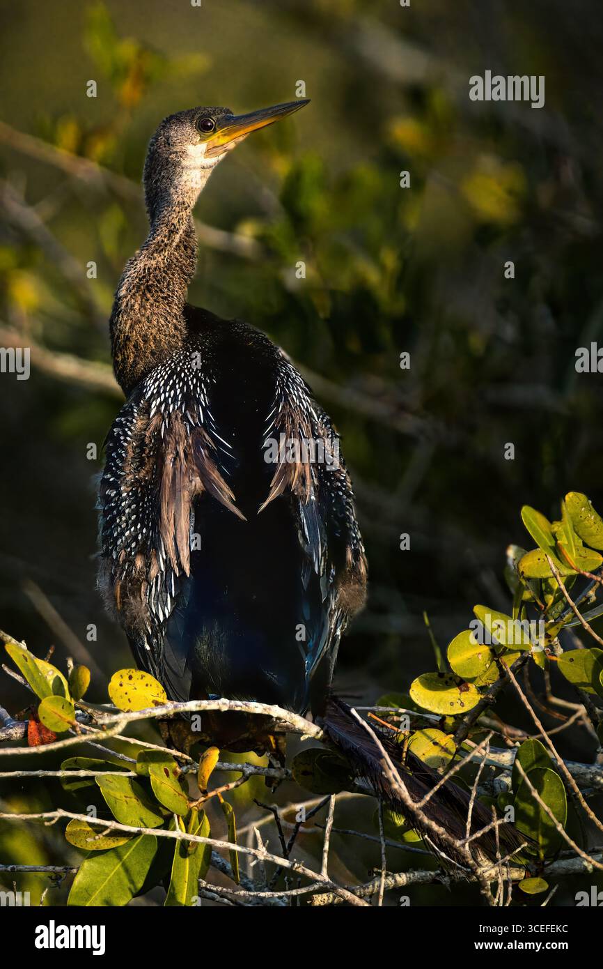 Anhinga (Anhinga anhinga) arroccato su un ramo con vegetazione lussureggiante, illuminato dalla calda luce del sole che crea un ambiente tranquillo e selvaggio. Foto Stock