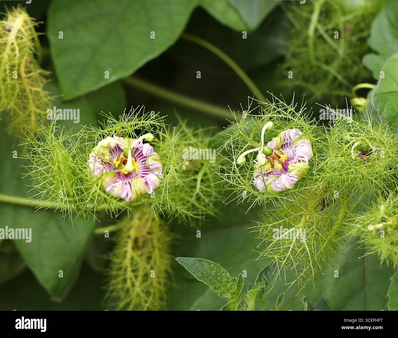 Passionflower puzzolente, Wild Maracuja, Bush Passion Fruit, Wild Water Lemon, Stoneflower, Love-in-a-Mist, o Running Pop, Passiflora foetida. Foto Stock