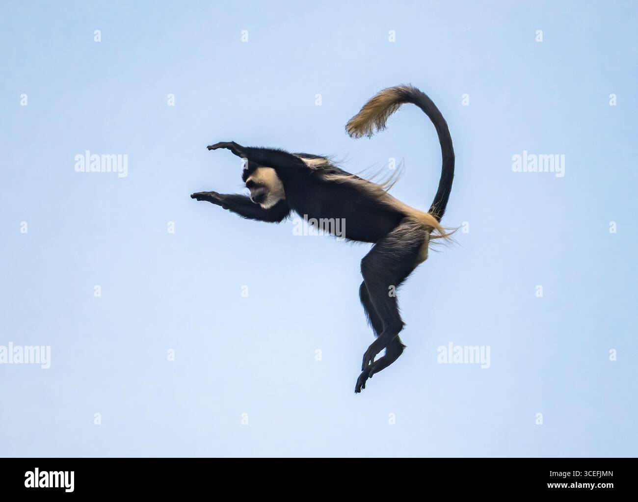 Una scimmia Colobus in bianco e nero orientale (Colobus guereza), o Mantled Guereza, salta a mezz'aria. Uganda, Africa. Foto Stock