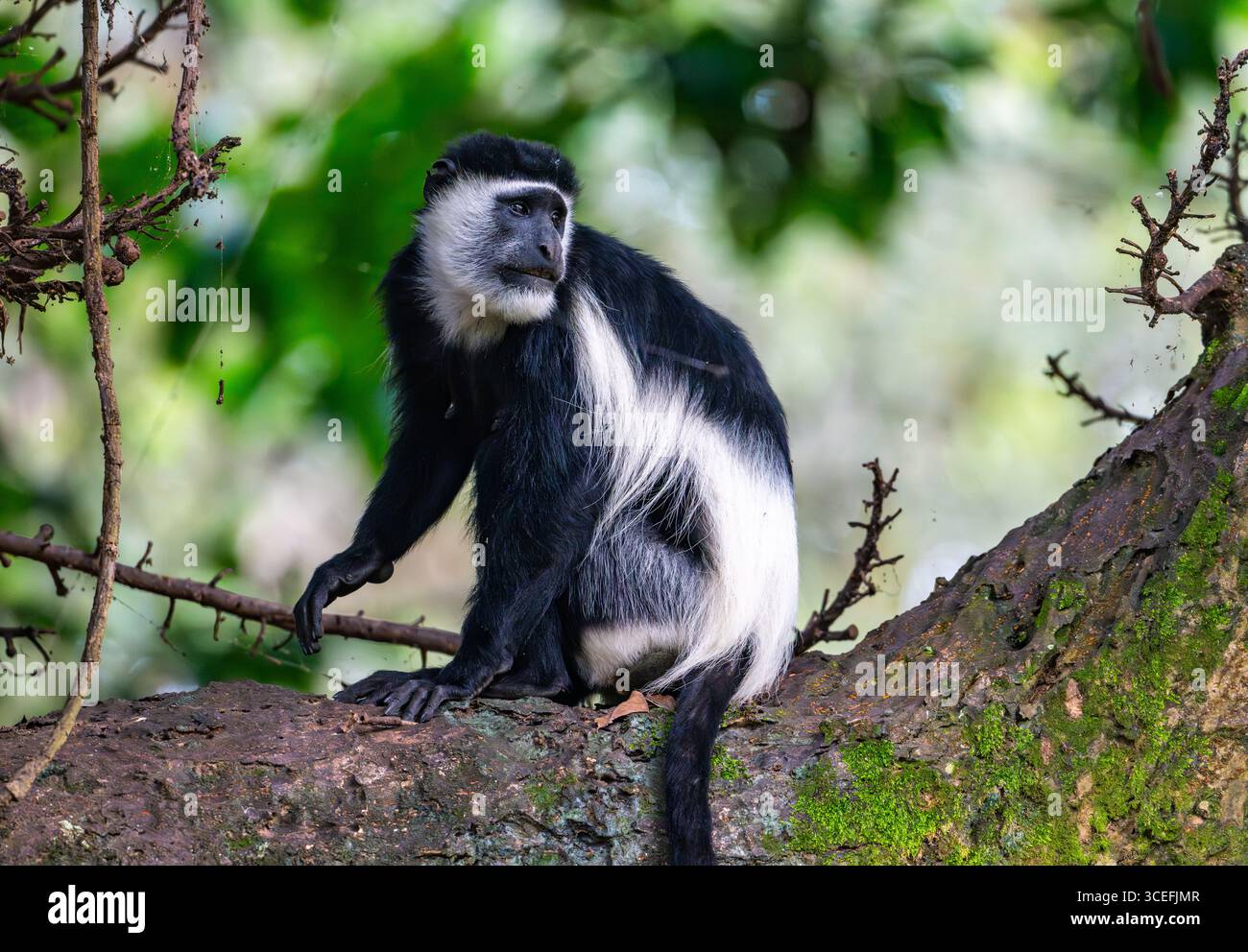 Una scimmia Colobus in bianco e nero orientale (Colobus guereza), o Mantled Guereza, seduta su un albero. Uganda, Africa. Foto Stock